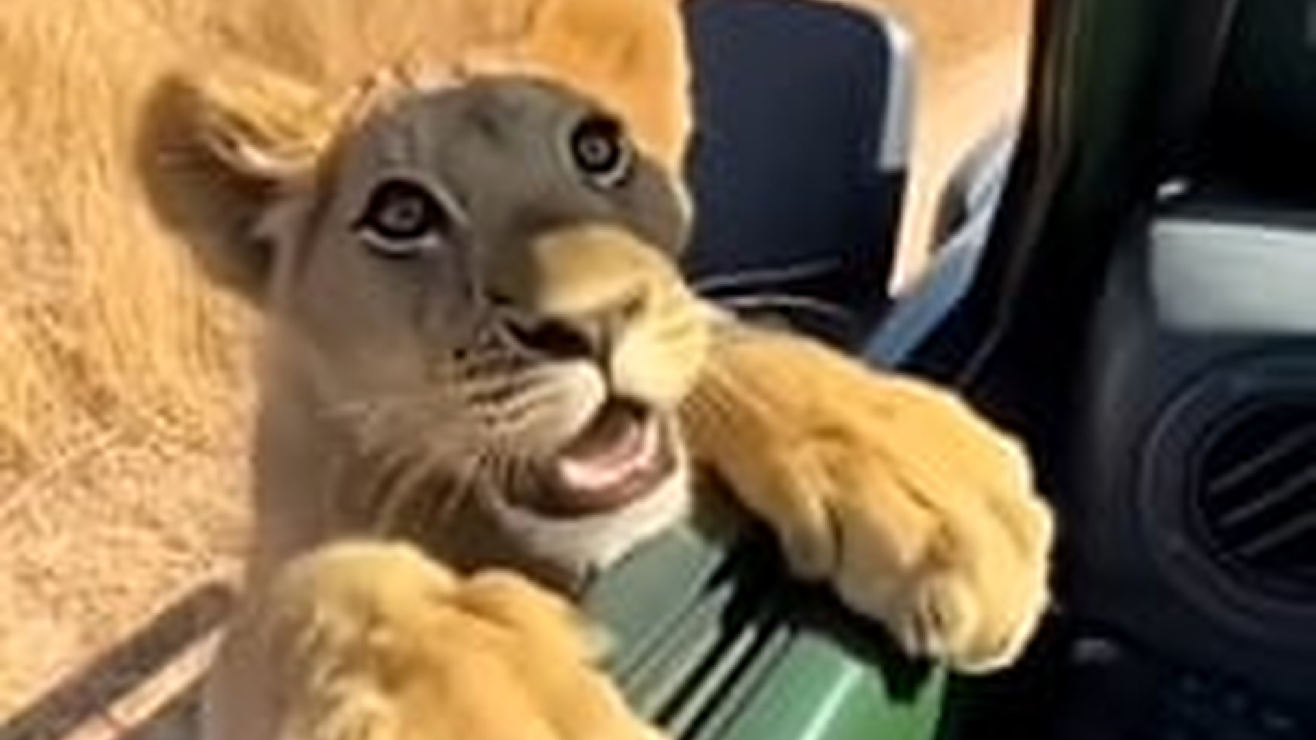 N1004208_A lion cub ran toward humans desperately seeking help