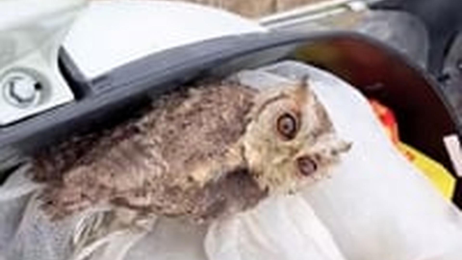 N1404110_Two Owls Trapped in a Net… Struggling to Breathe #Rescue #SaveAnimals
