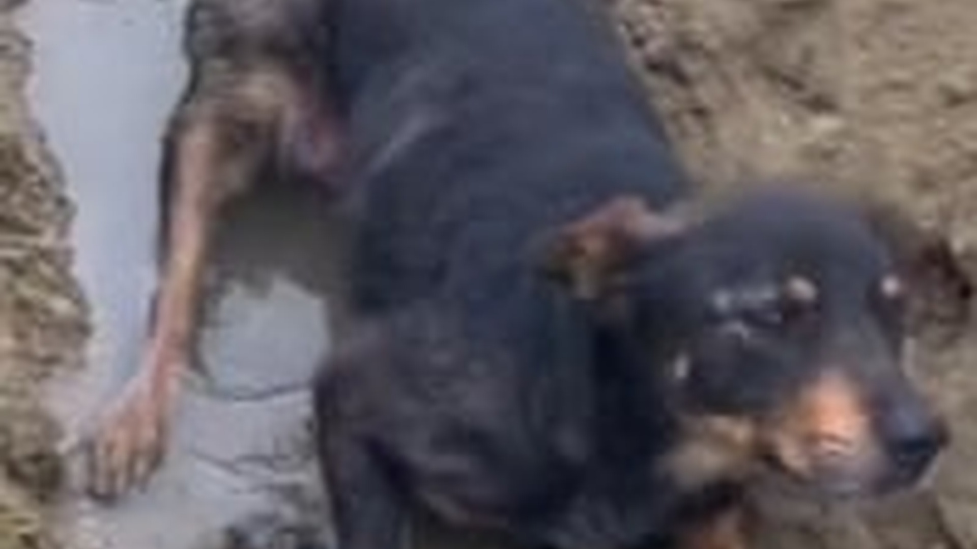 N1604045_Remember Kevin… A Rescue Story That Broke Hearts #Rescue #sad