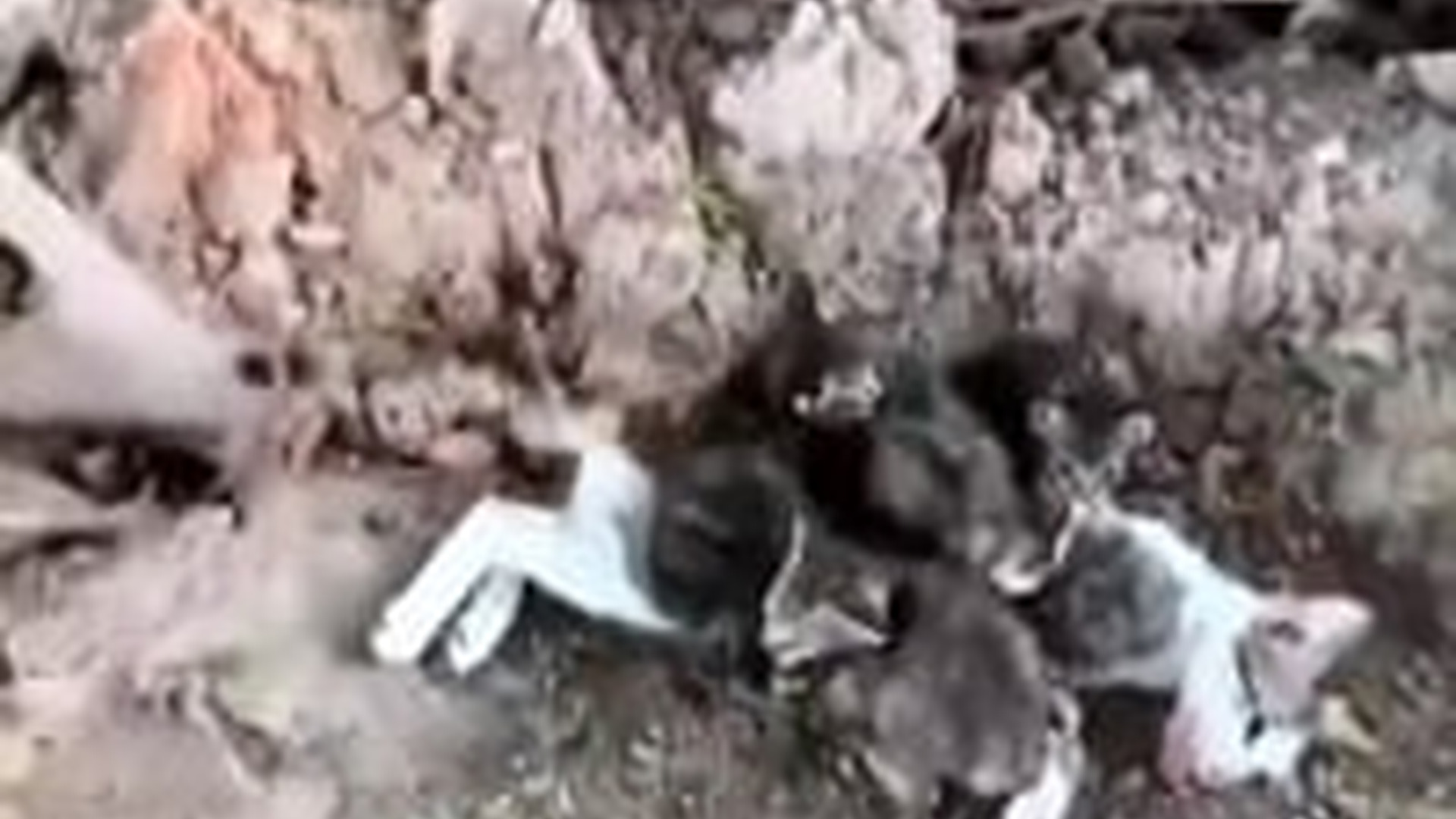 N1604046_A Family of Cats… Waiting for Someone to Save Them #RescueCat #SaveLife