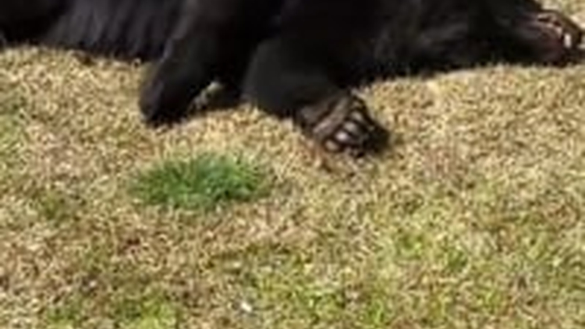 N1604047_An Injured Black Bear… Saved Just in Time #Rescue #SaveAnimals