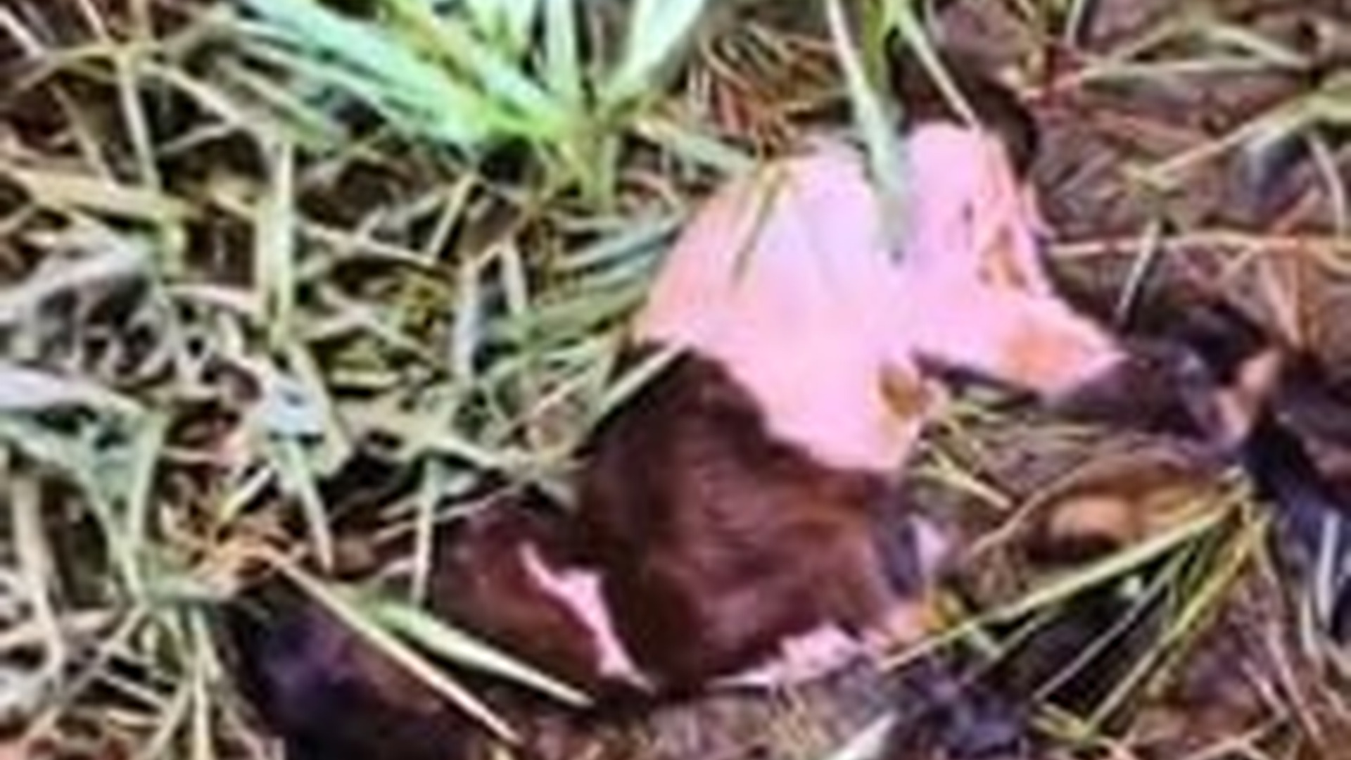 N1604049_A Sheep in Trouble… Saved by Kind Hands #Rescue #SaveAnimals