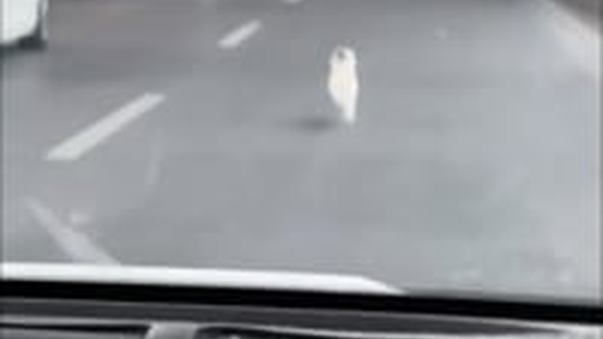 N1604053_Abandoned by Its Owner… It Begged Me Not to Leave #SaveDogs #Rescue