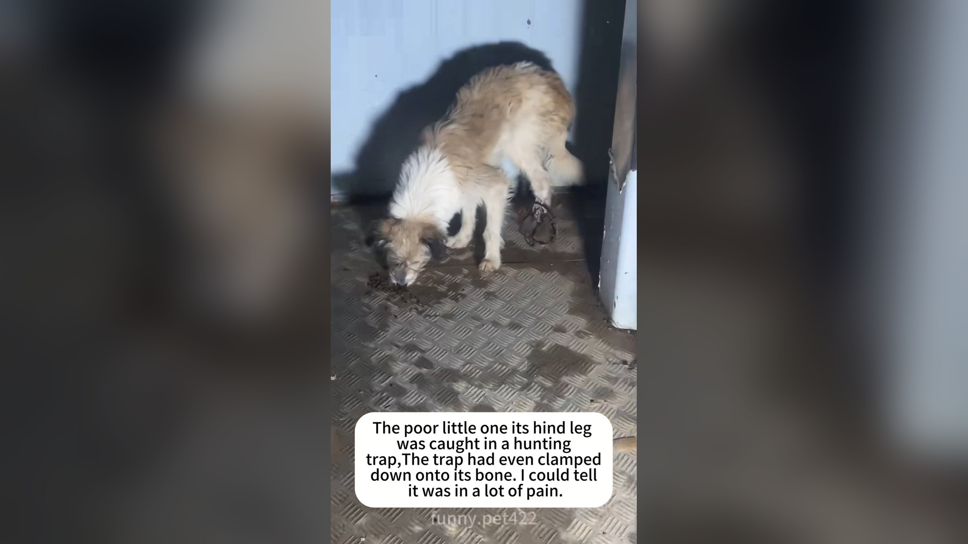 N0205086_They followed people quietly, hoping someone would care