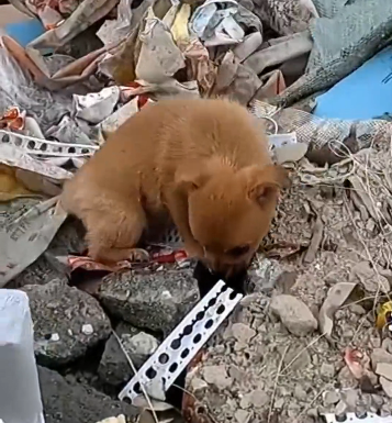 N2704028_Cold, Hurt, and Alone… How Long Could He Last