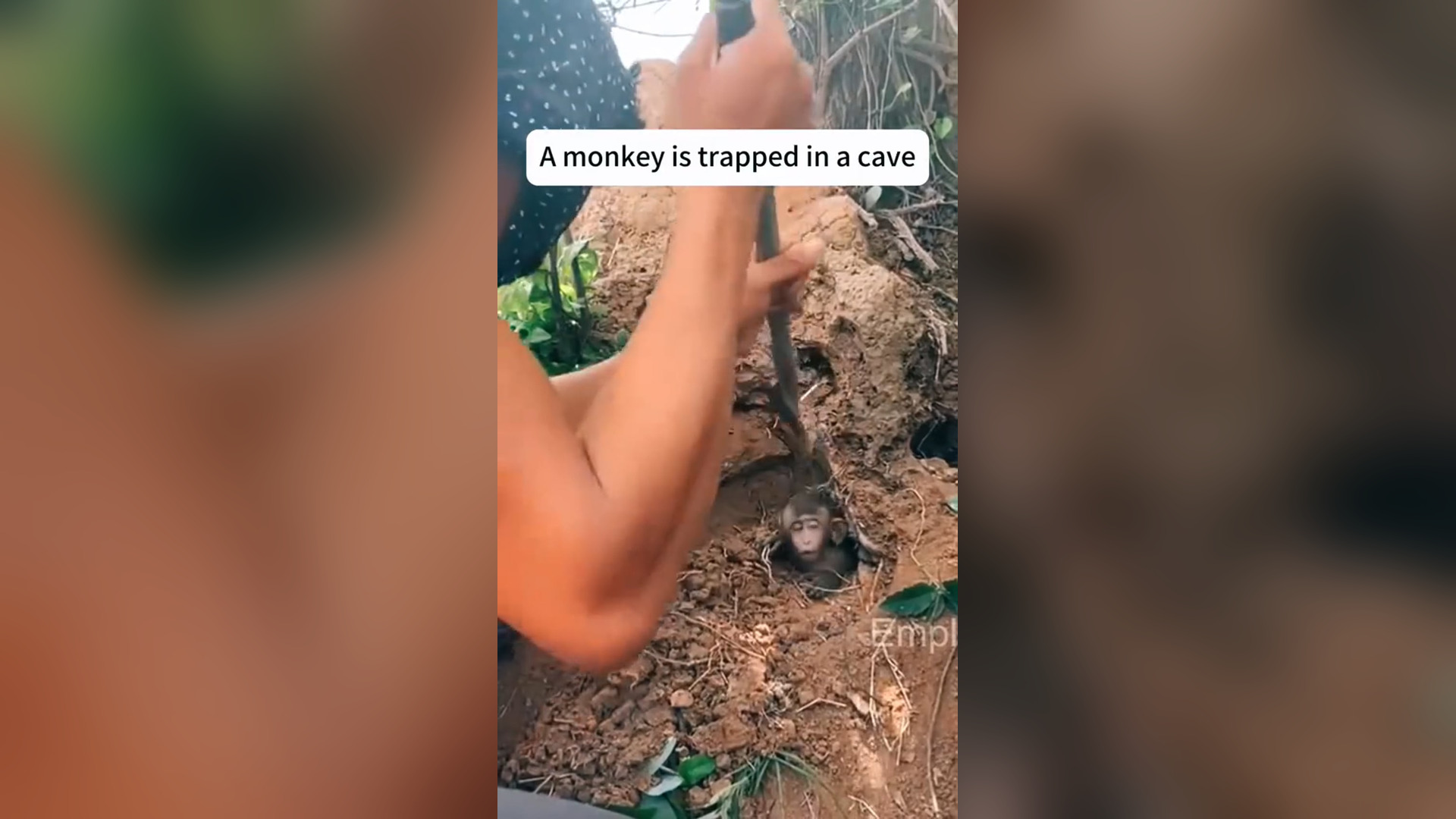 N0505004_A Baby Monkey Struggling to Survive After Being Left Behind #SaveAnimals #Viral