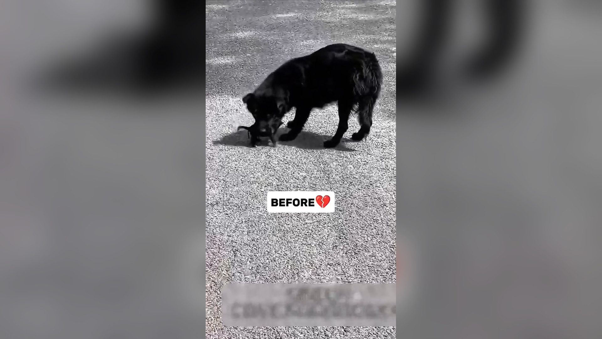 N0505005_Another Broken Dog Found Fighting to Stay Alive Alone #Rescue #Viral