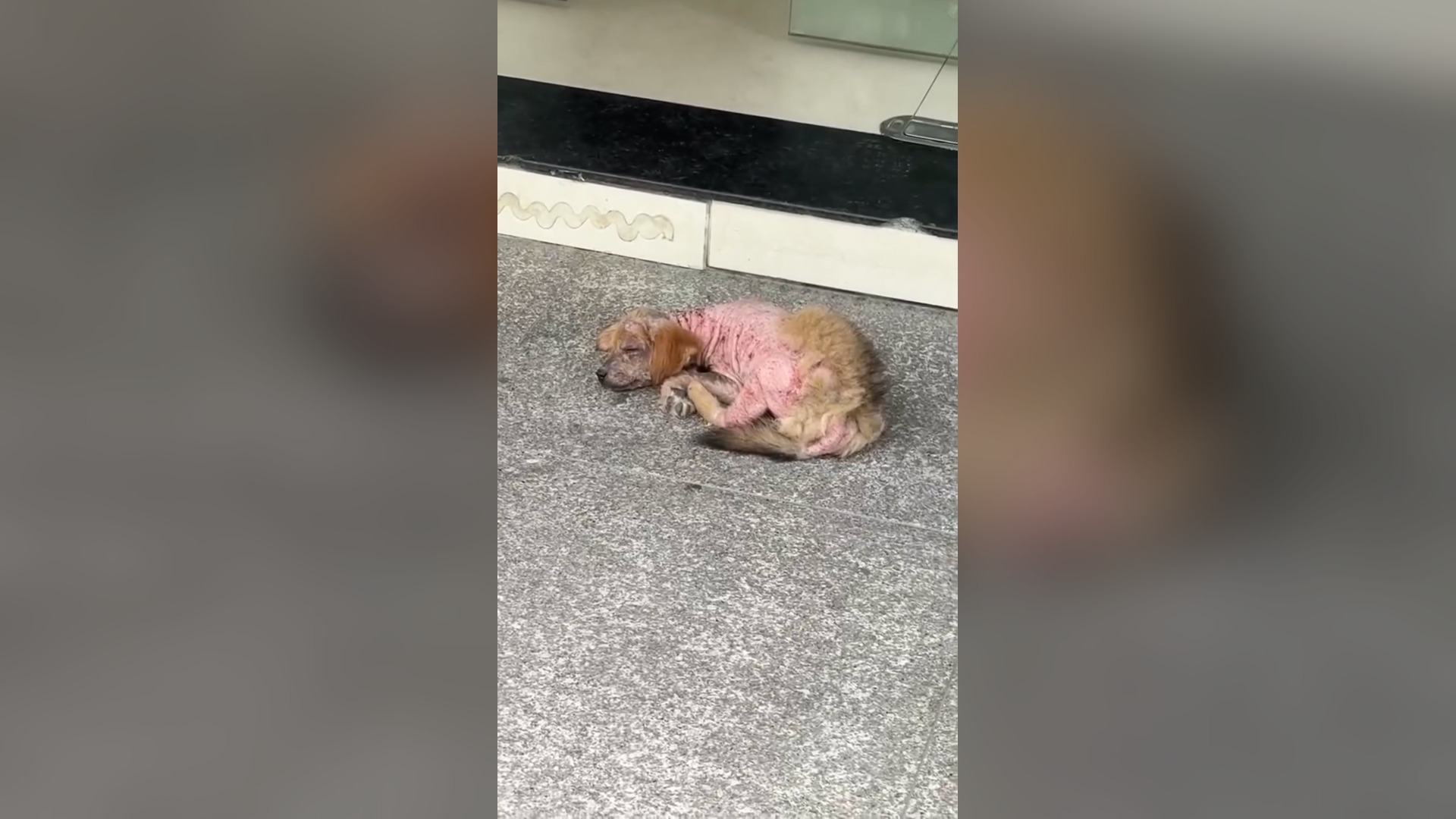 N0505019_Found Injured and Unable to Move Alone #Rescue #Viral