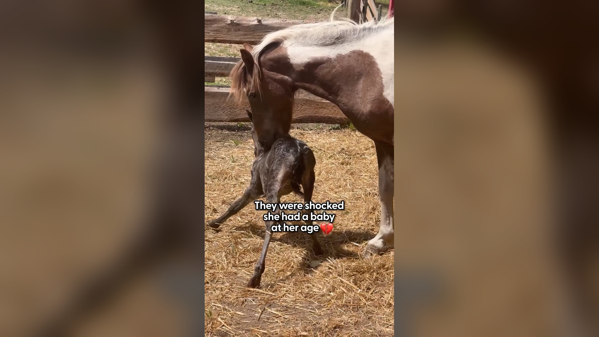 N0505027_Ponies Following Each Other but One Was in Danger #SaveAnimals #Viral