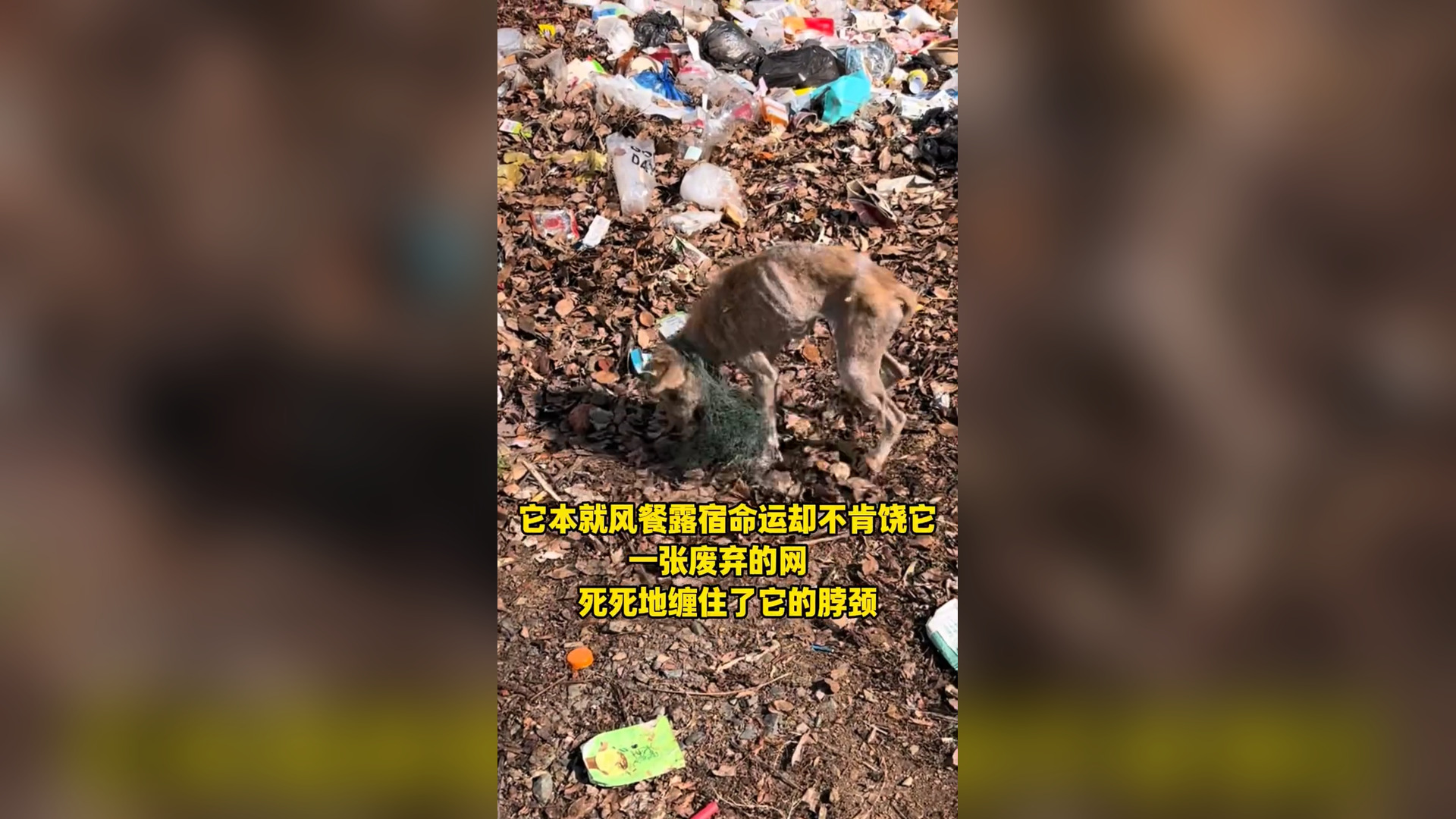 N1205040_Waiting Under the Stone for a Chance to Live Again #Rescue #Viral