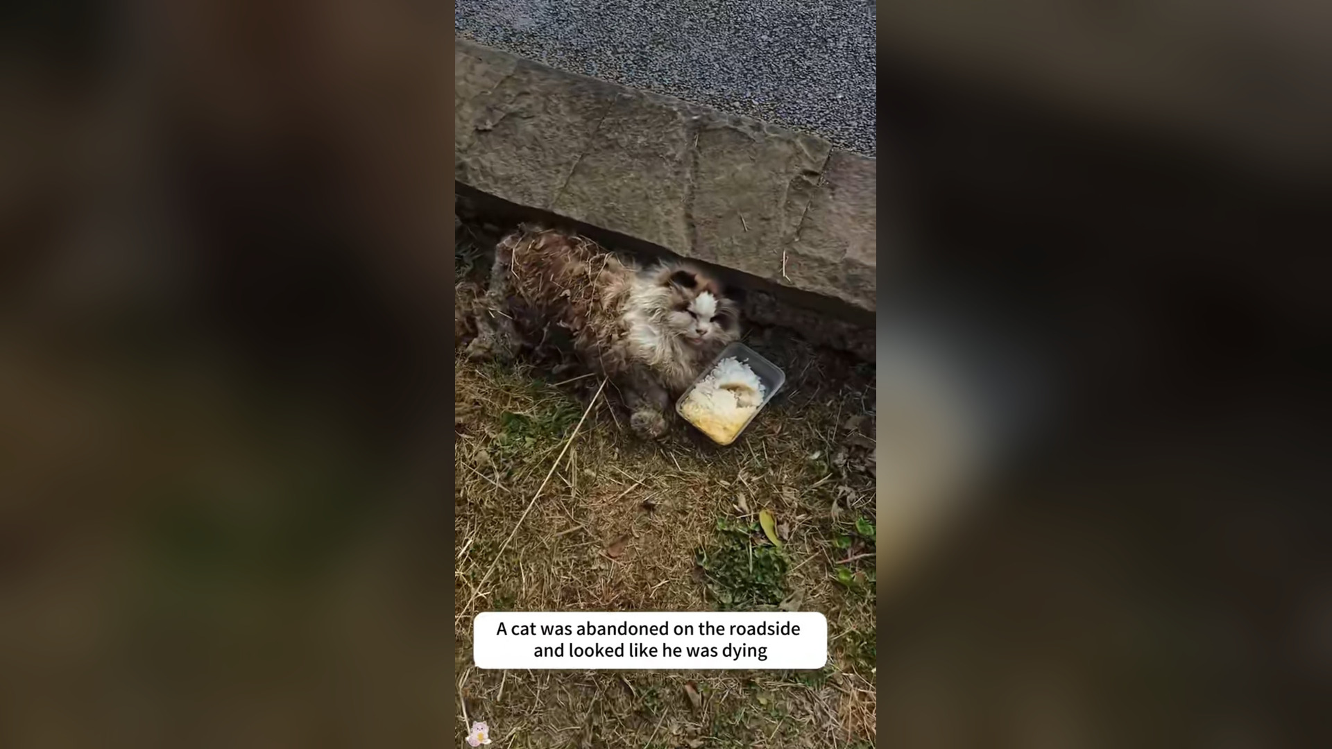 N1305003_An abandoned cat left on the roadside looking like it was losing its last hope #catrescue #saveanimals