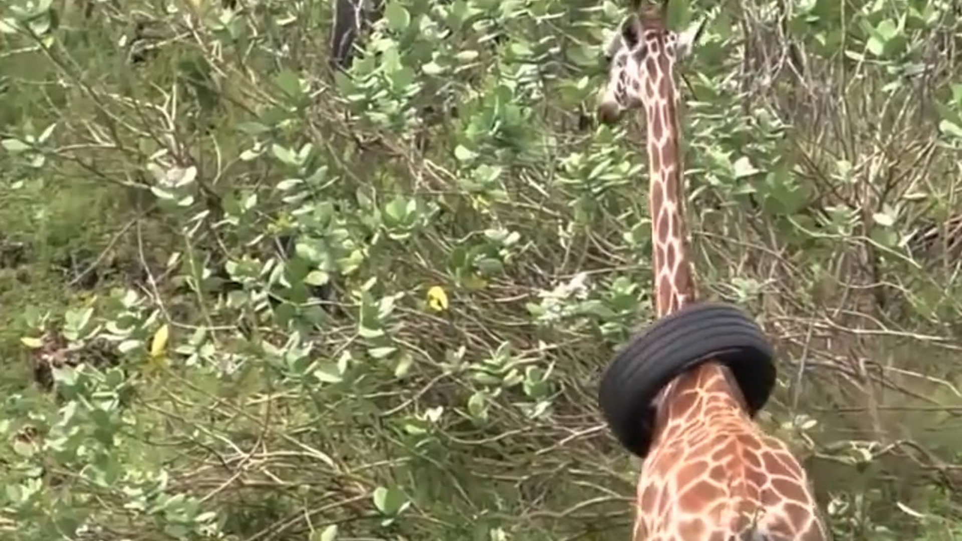 N1305016_A Giraffe Saved From a Tire That Almost Killed It #Wildlife #Viral