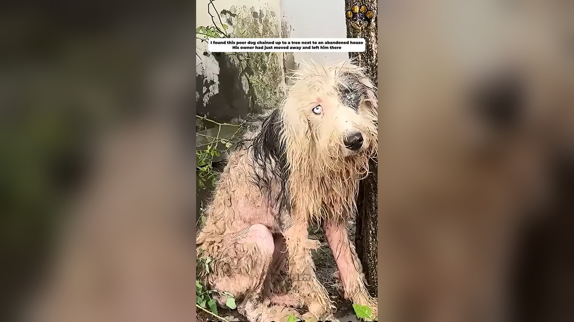 N1405007_From Neglected Dog To Beautiful Life After Rescue #dogrescue #animalrescue