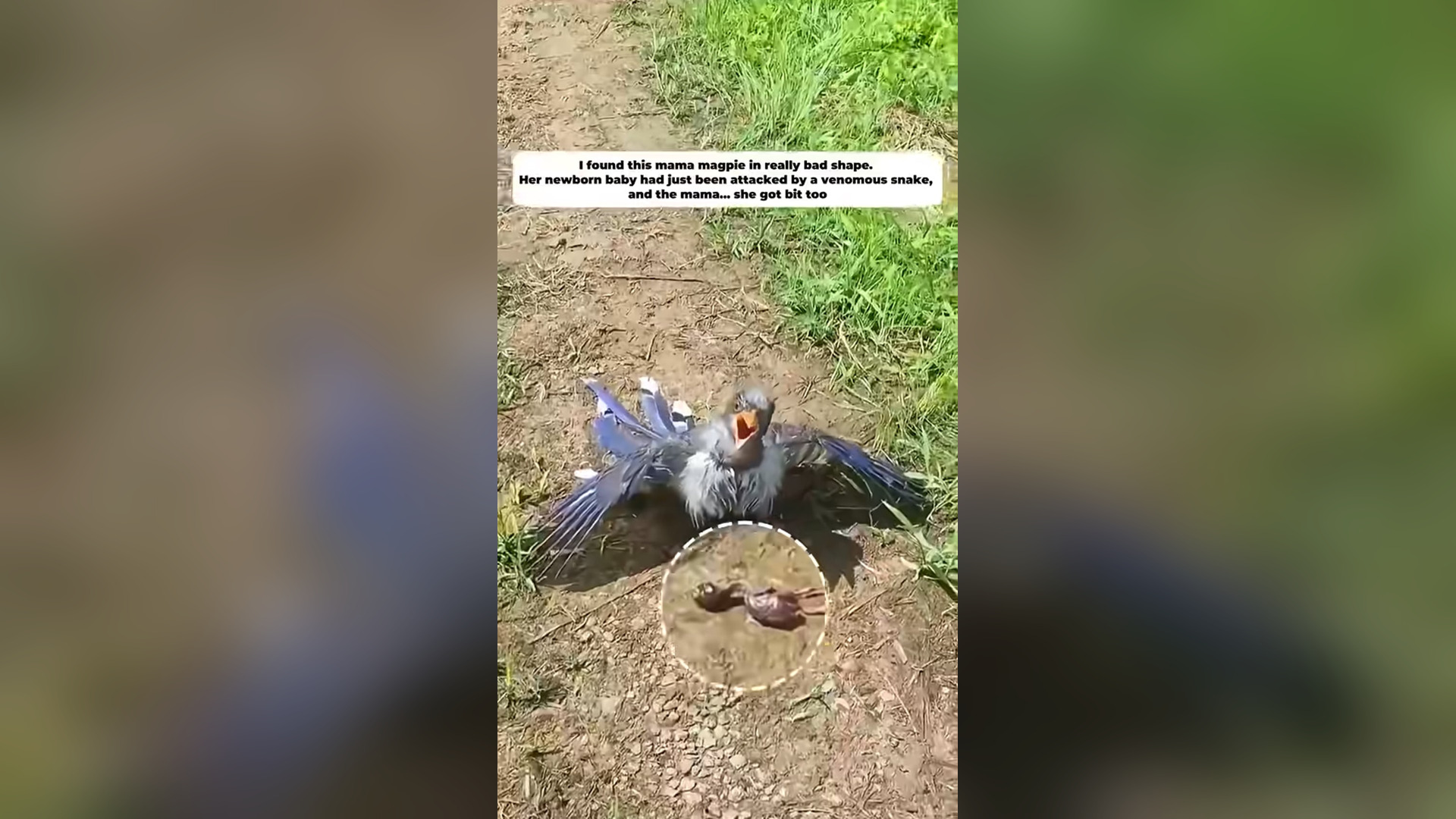 N1405008_Tragedy Turned Into Emotional Rescue Story #animalrescue #saveanimals