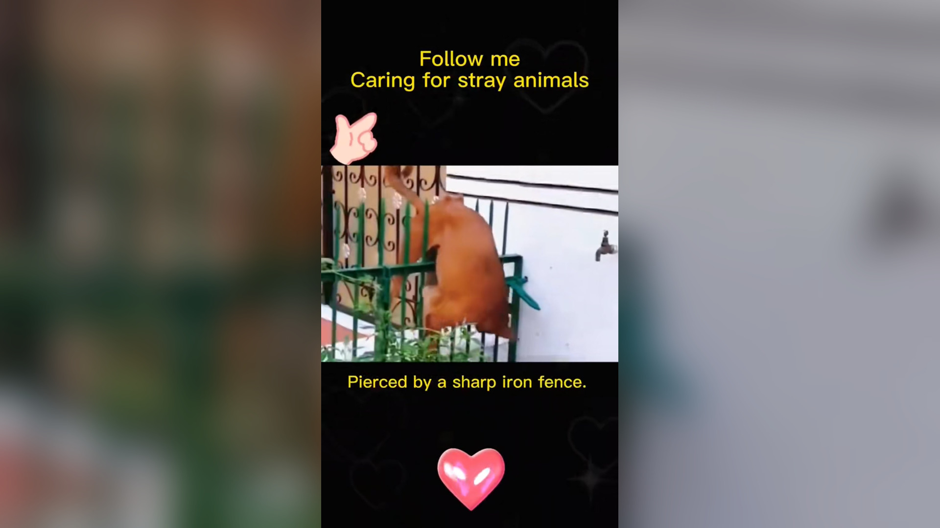 N1405011_Will You Stop And Help This Helpless Animal Crying Alone And Waiting For Rescue #animalrescue #saveanimals