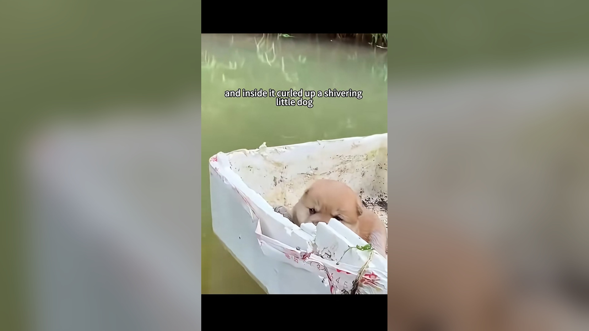 N1405020_A Worn Out Cardboard Box Floating Along The Current Hid A Tiny Life Waiting To Be Saved #animalrescue #saveanimals