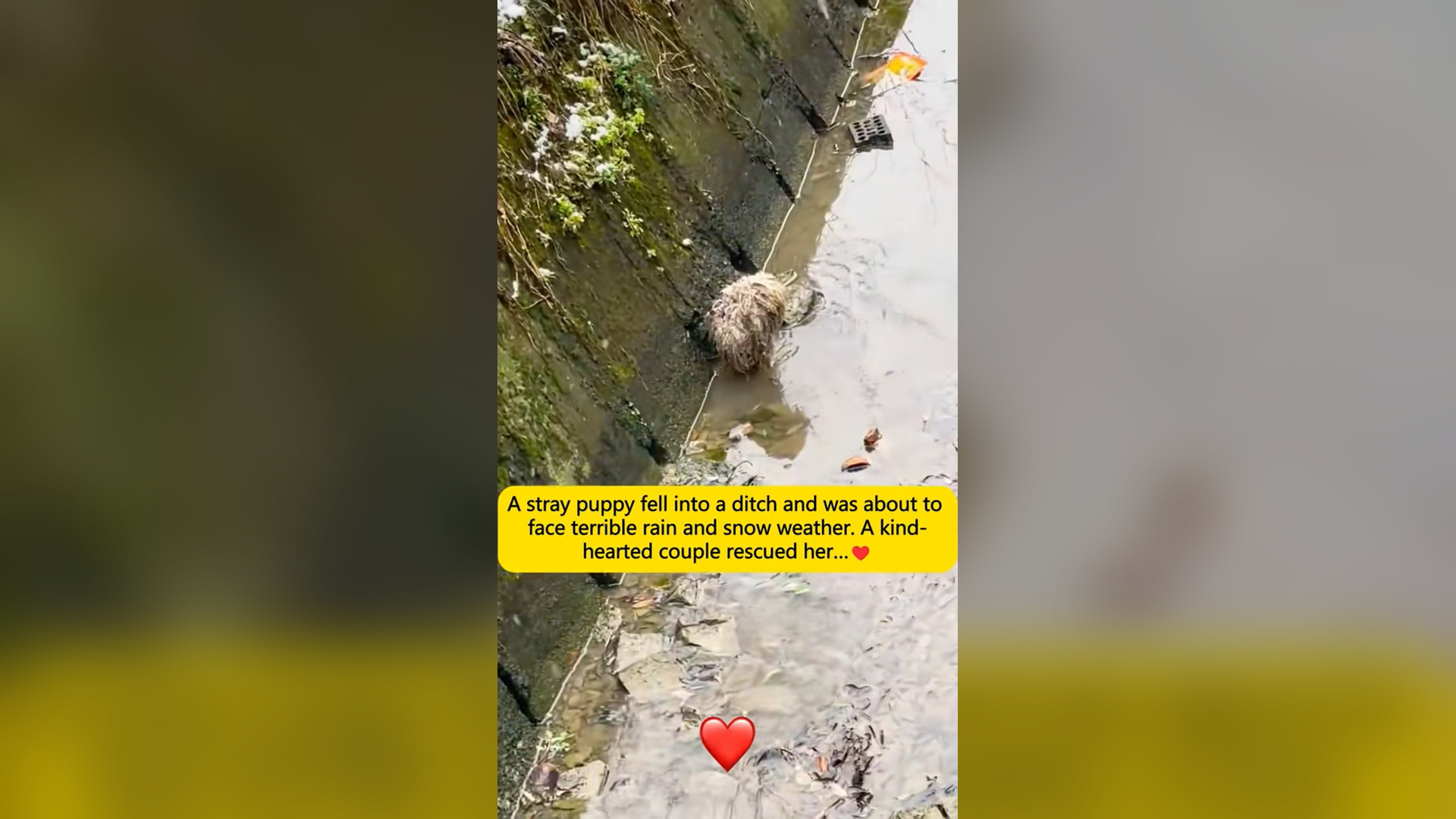 N1805011_Puppy Fell Into Ditch And Almost Did Not Survive #puppyrescue #animalrescue