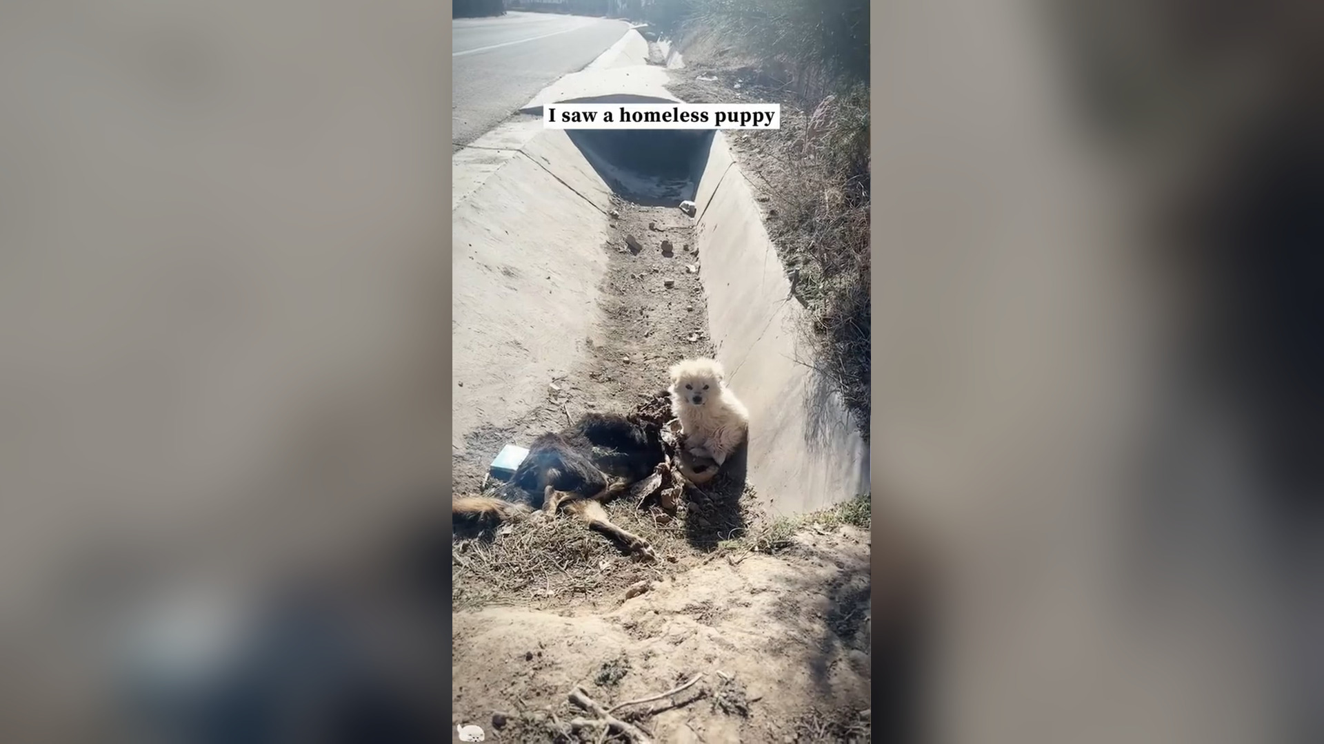 N1805022_Crying Puppy Was Waiting For Someone To Save Him #puppyrescue #saveanimals