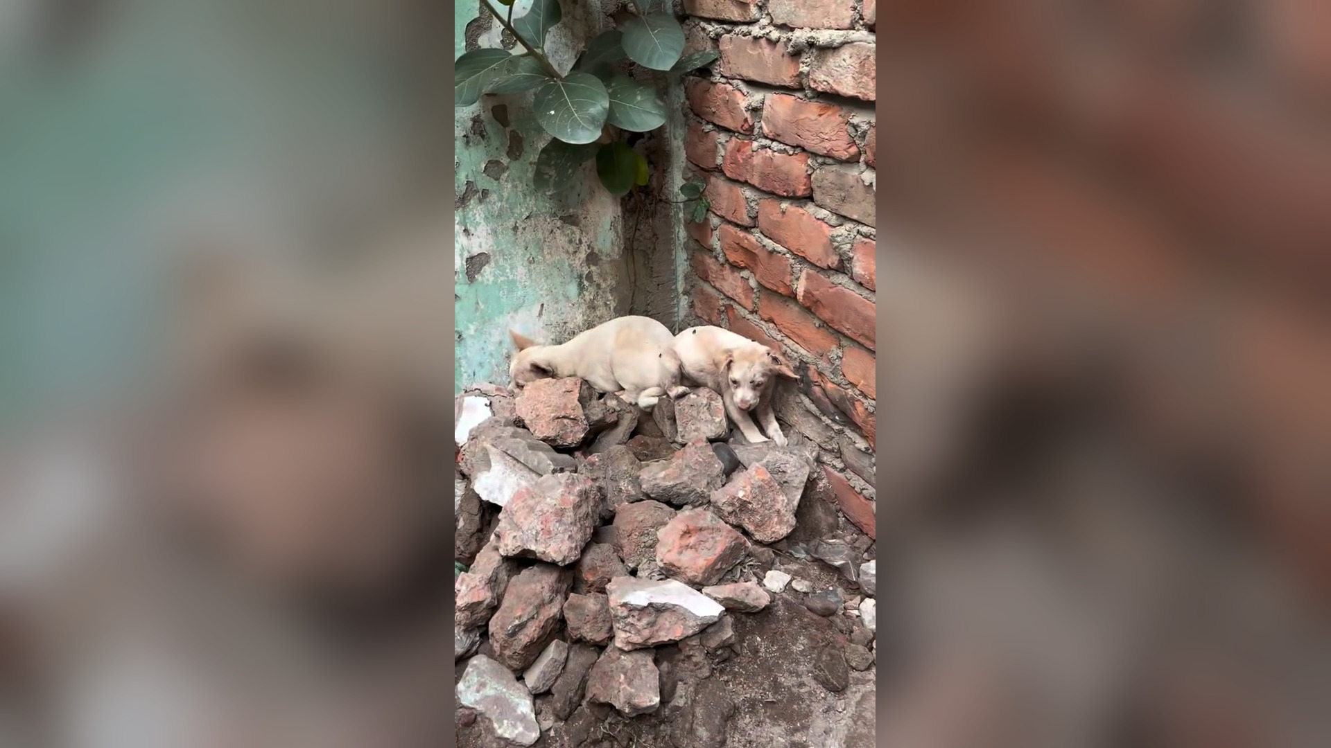 N1705024_A Sick Animal Finally Started Treatment and Fought to Survive #Rescue #Viral