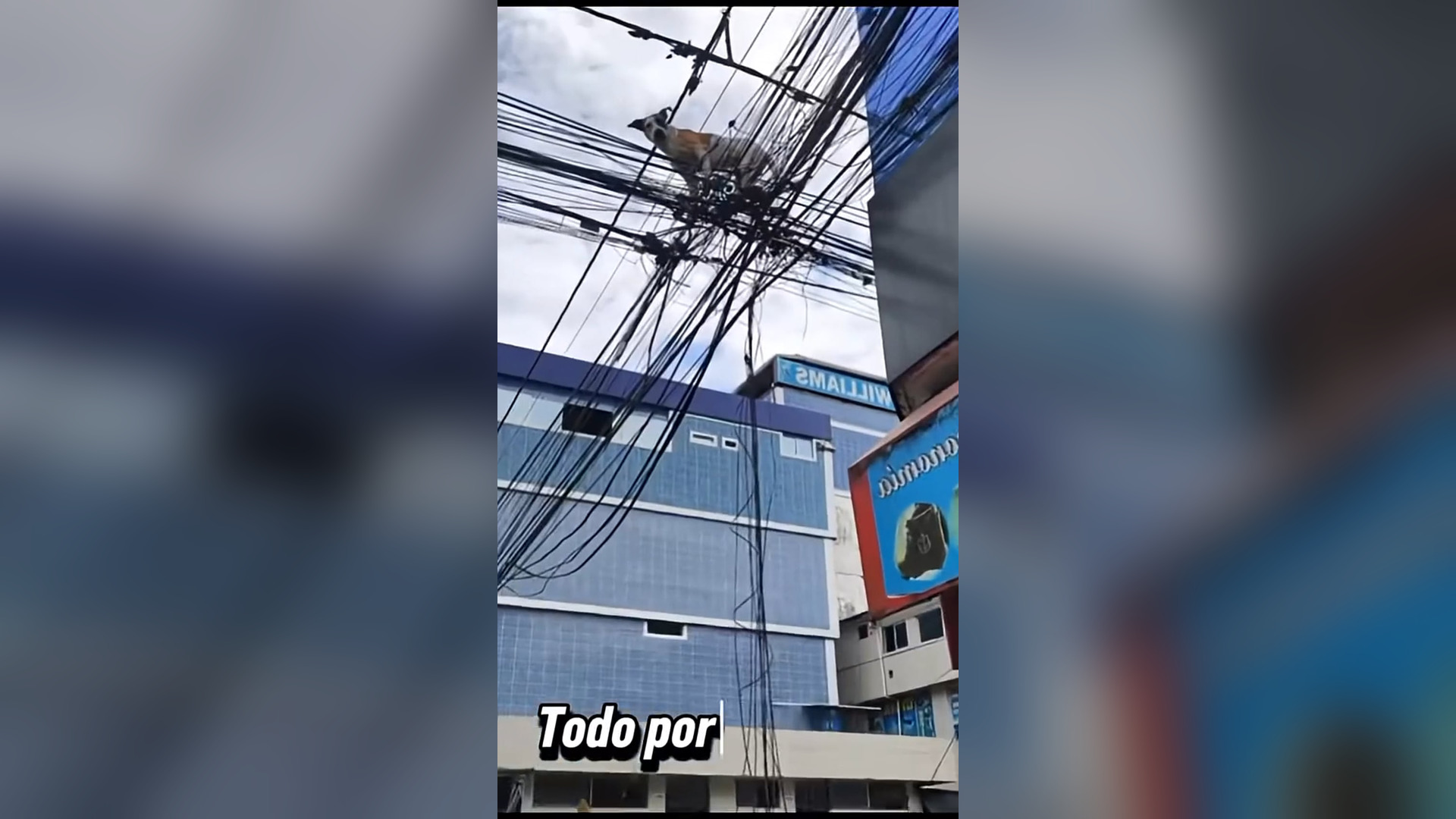 N1905014_A Dog Chased Terrified Cats Until Someone Intervened #Rescue #Viral