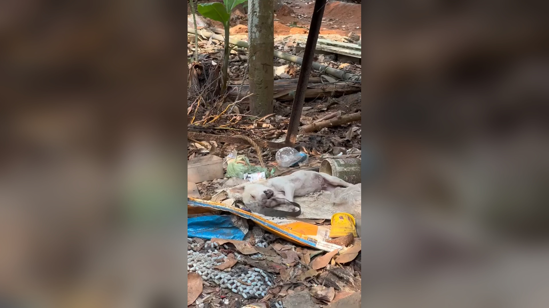 N1905018_Rescue Mission Saved Helpless Puppies and Returned Them Home #Rescue #Viral
