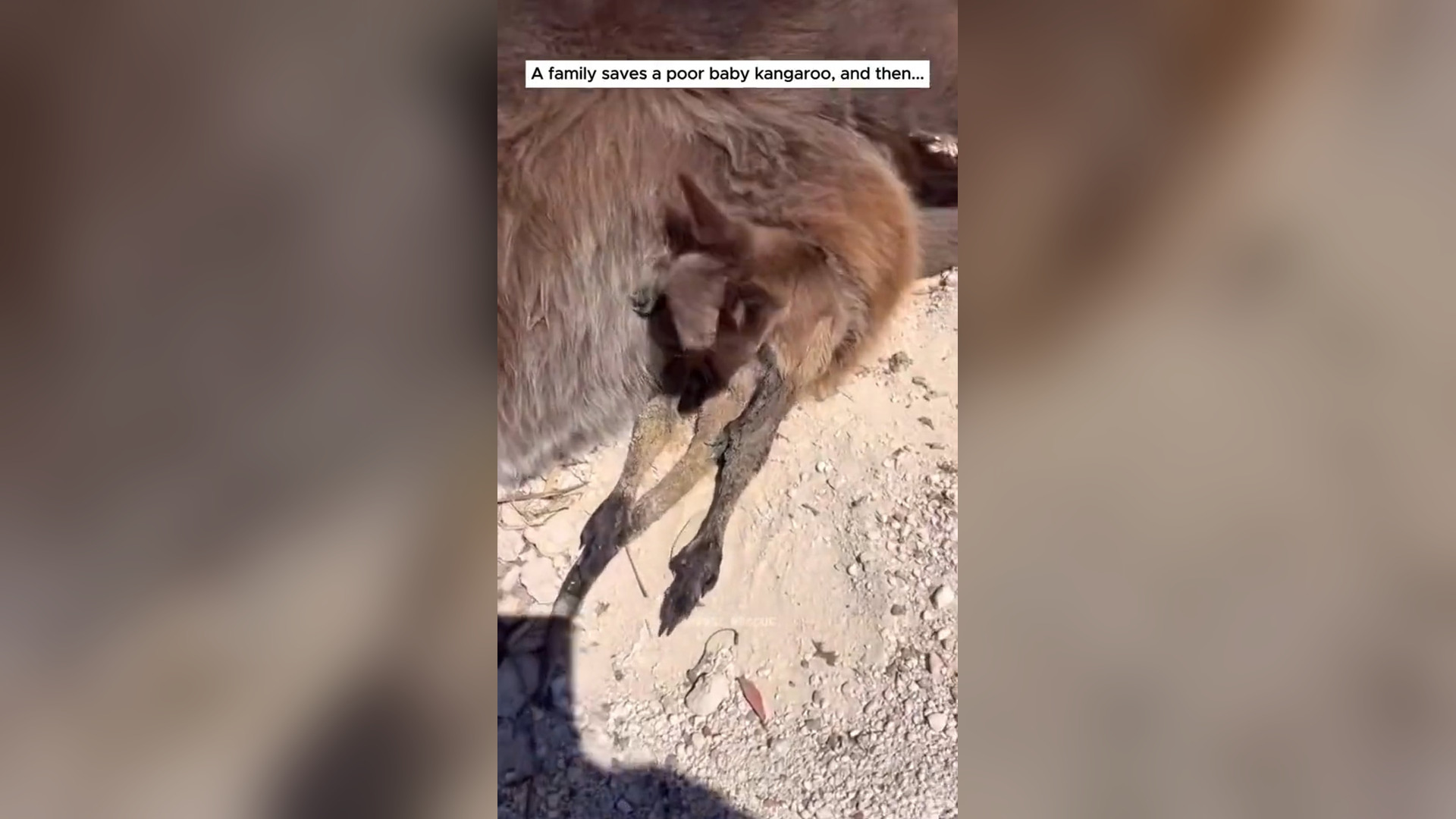 N1905023_A Baby Kangaroo Was Rescued After Being Left Helpless #Wildlife #Viral