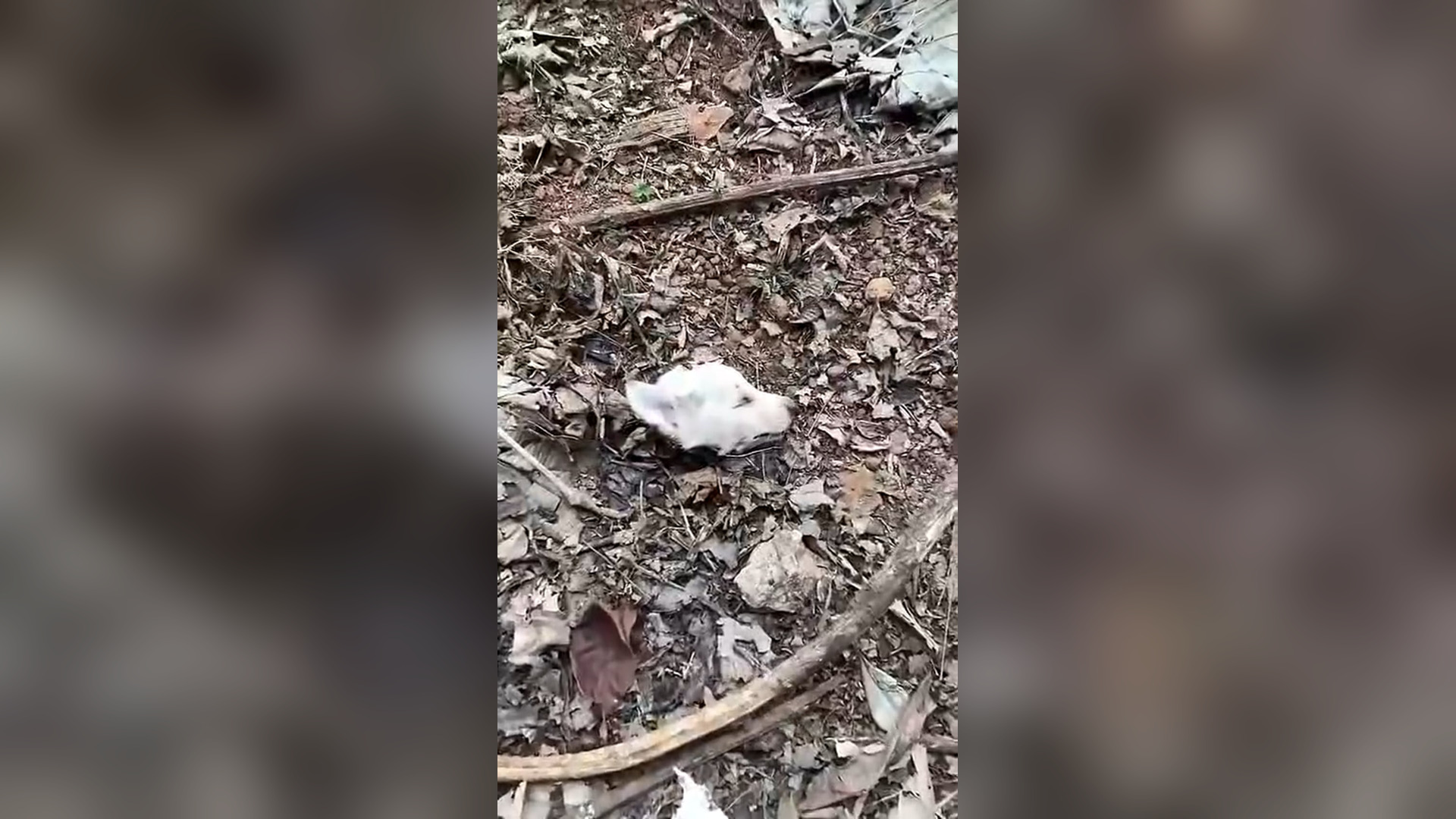 N1905024_Puppies Covered in Maggots and Wounds Were Finally Saved #RescueDog #Viral