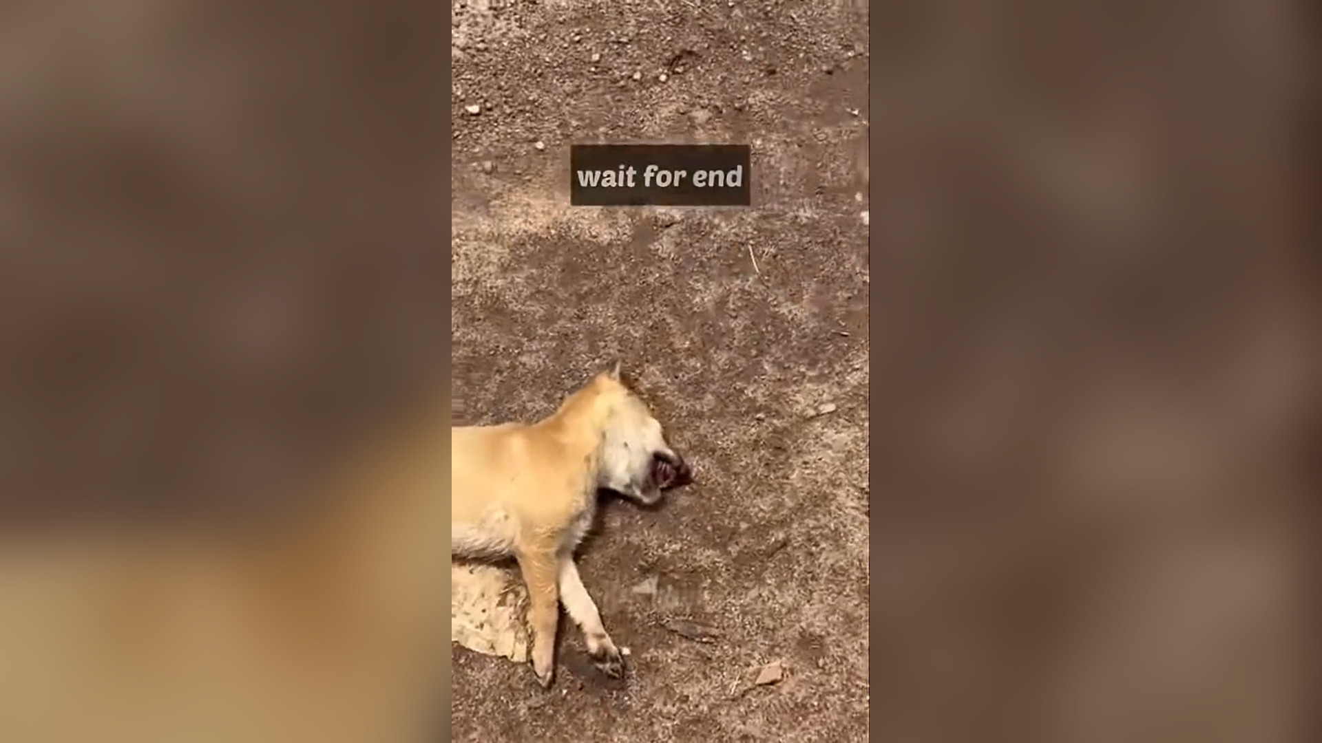 N1905025_A Mother Dog Kept Searching for Her Dead Puppy in Despair #RescueDog #Viral