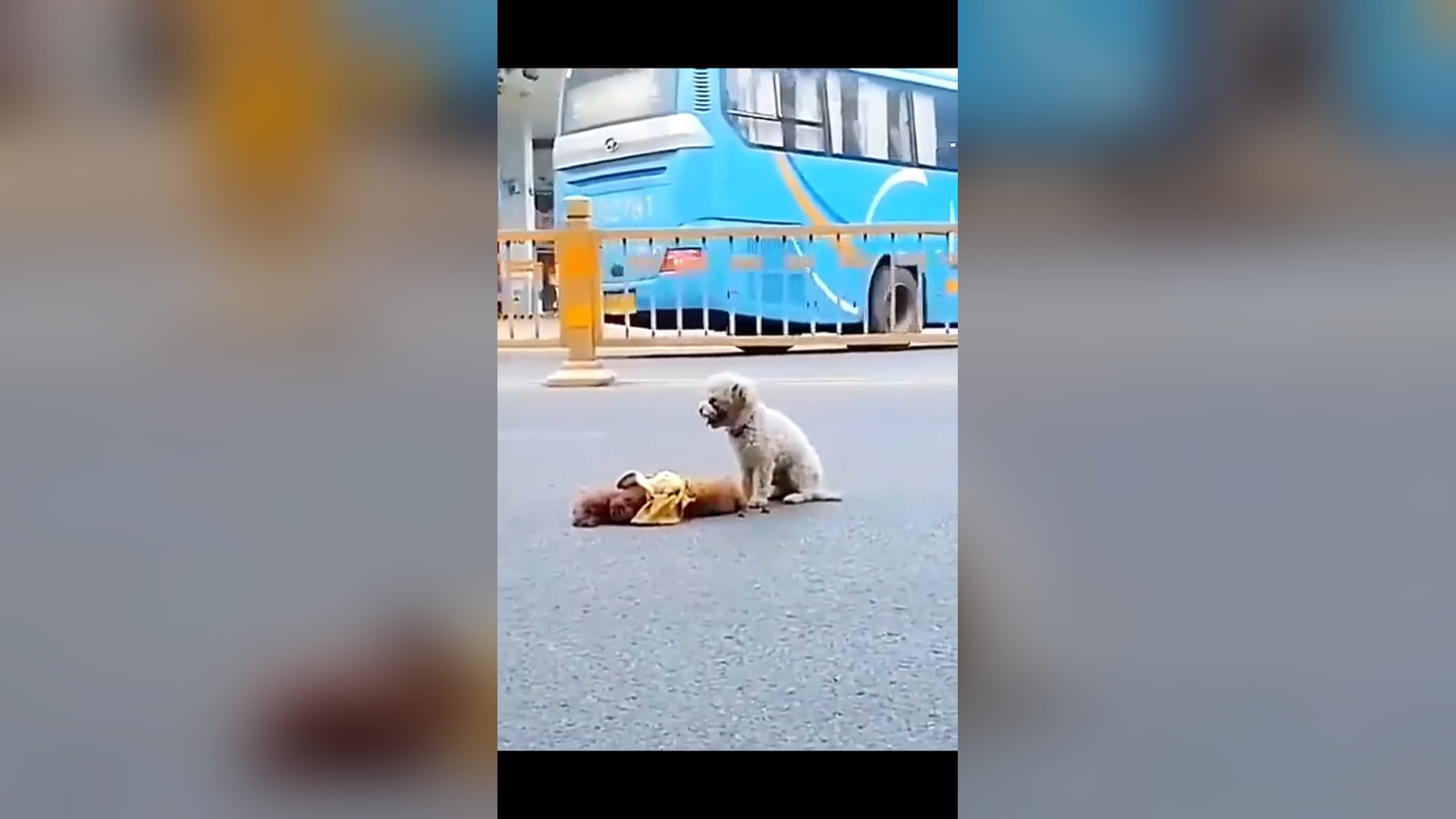 N1905032_A White Dog Risked Its Life Trying to Save Another Dog #RescueDog #Viral