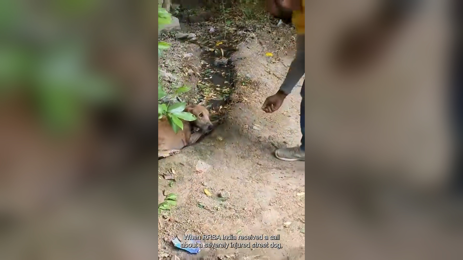 N1905044_An Old Dog Was Slowly Being Eaten Alive by Maggots #RescueDog #Viral