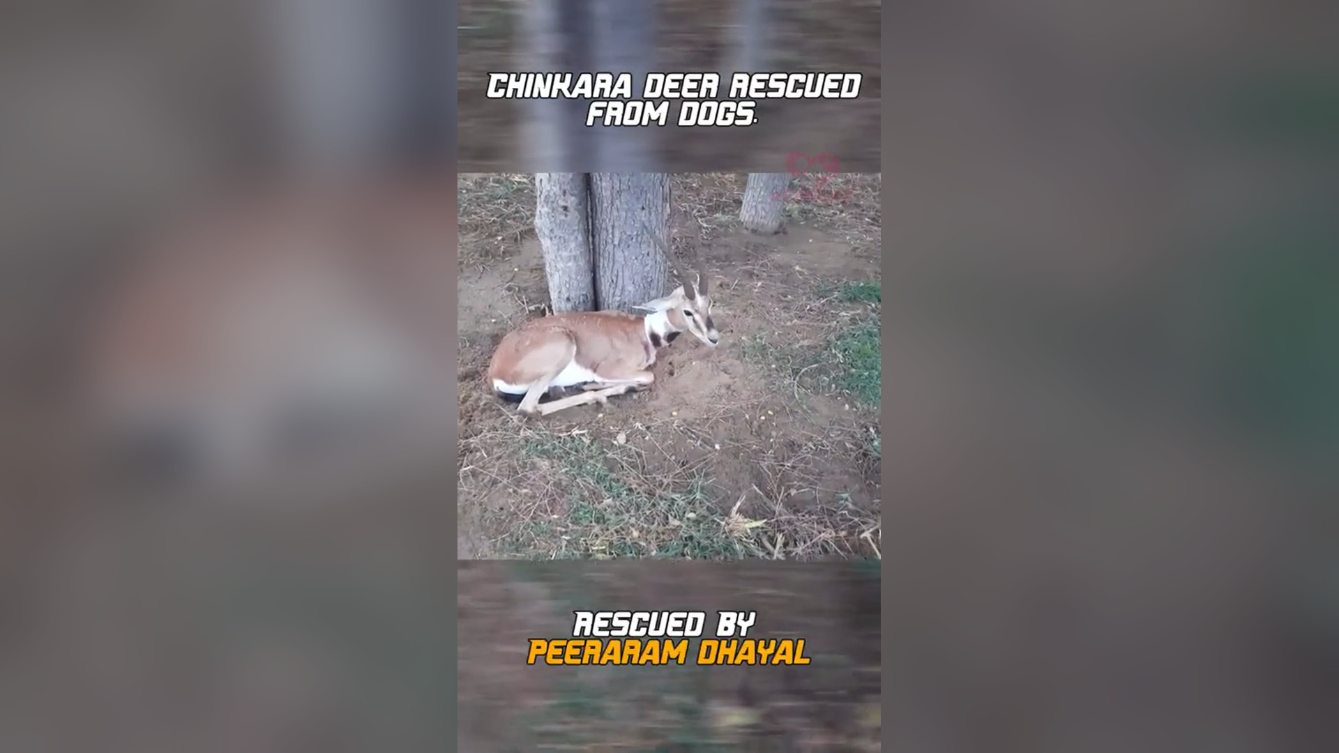 N1905047_A Chinkara Deer Returned Home After an Emotional Rescue #Wildlife #Viral