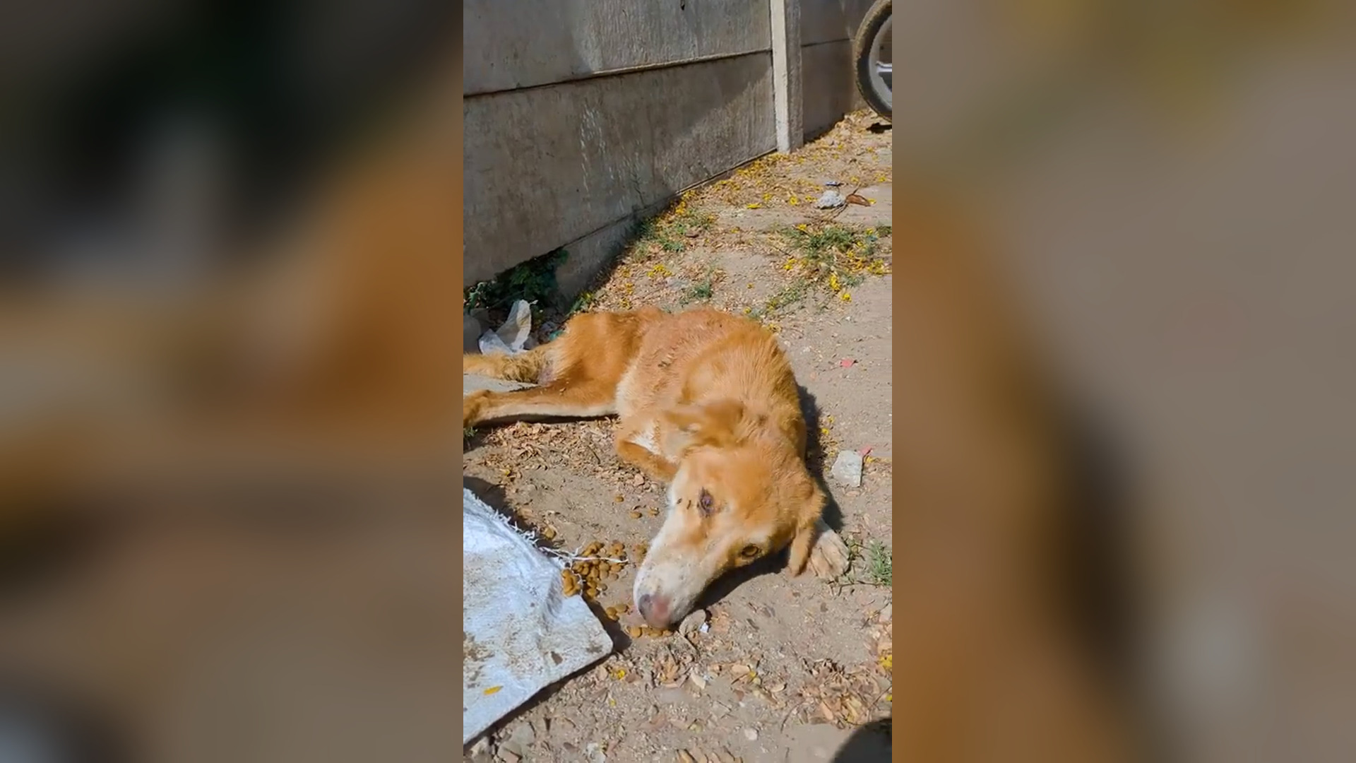 N1905050_A Street Dog With Paralyzed Legs Was Finally Saved #RescueDog #Viral