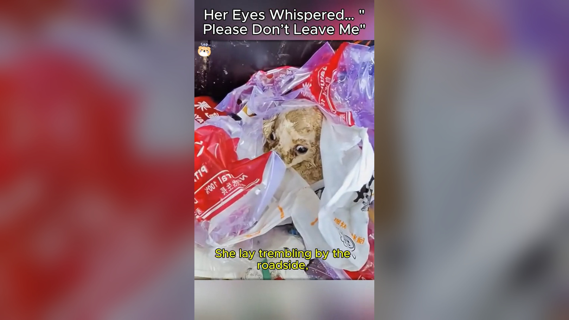 N1905051_Her Eyes Whispered Please Don’t Leave Me Alone #RescueDog #Viral