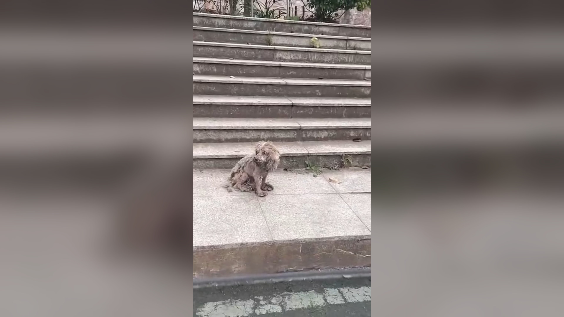 N1905055_Abandoned by Its Owner the Dog Was Starving and Thirsty #RescueDog #Viral