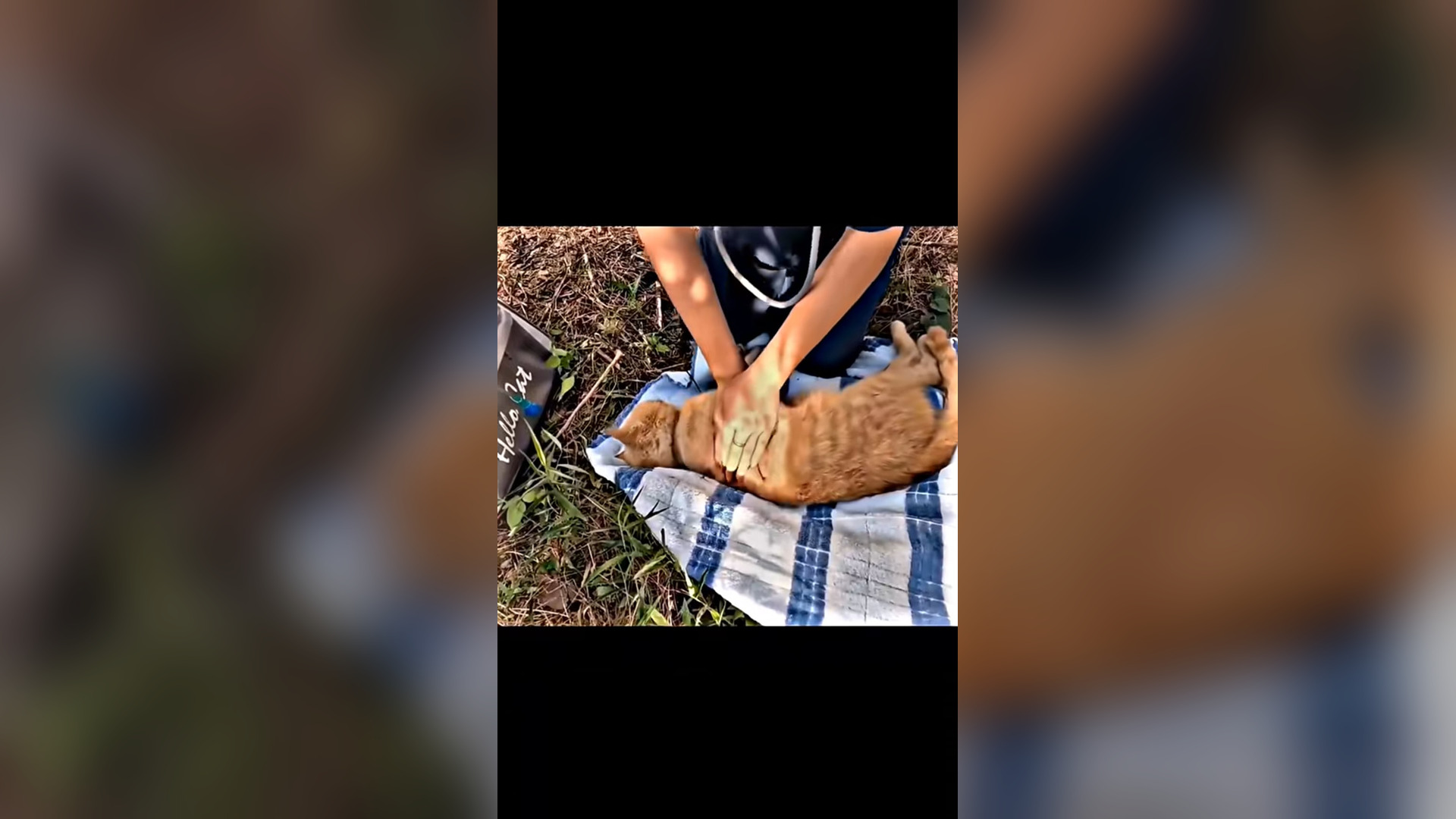 N2005010_A Mother Cat and Her Babies Were Saved Just Before She Lost Hope #RescueCat #Viral