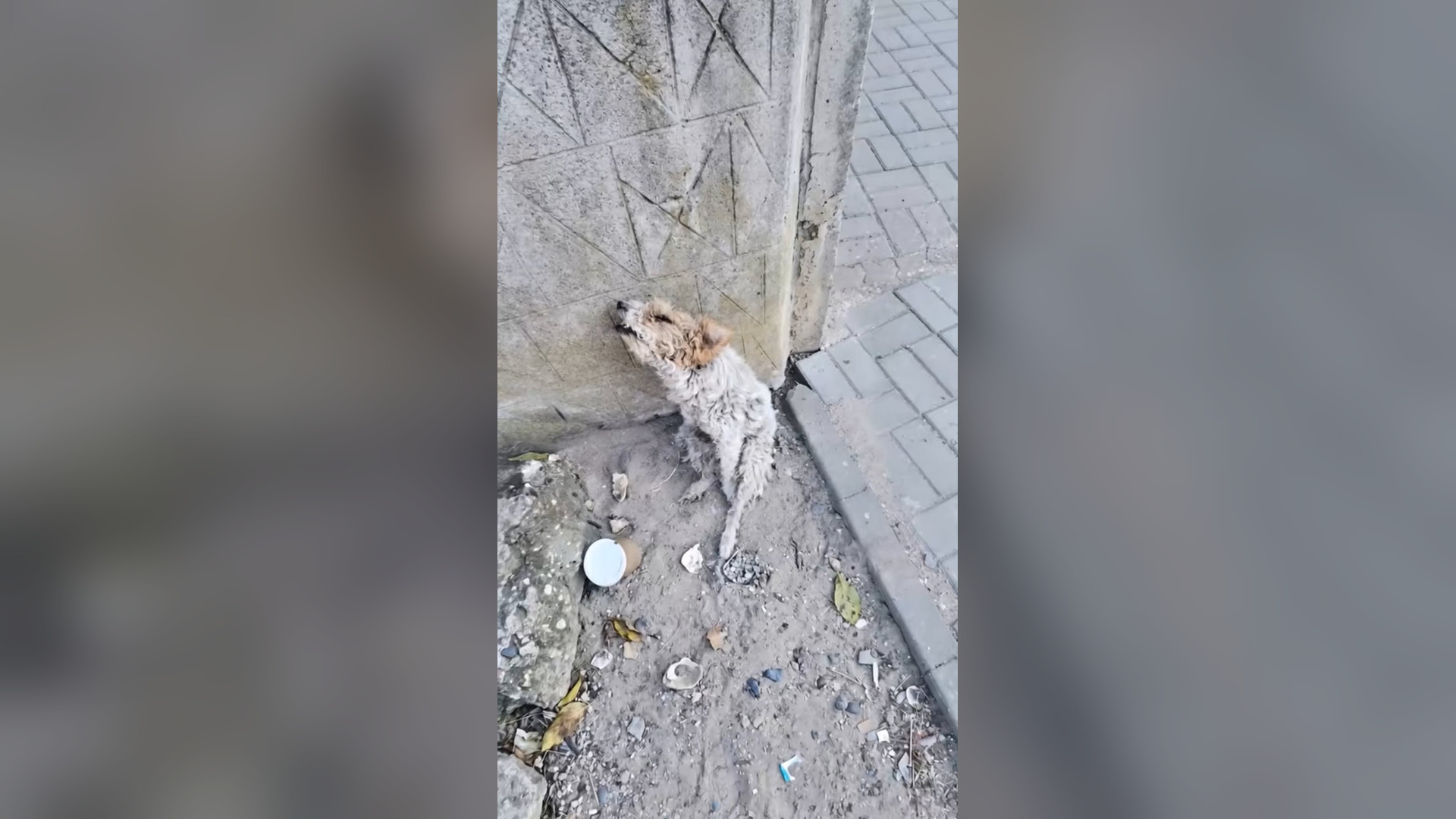 N2005012_He Was Left Alone Hungry and Fragile on a Cold Gravel Road #RescueDog #Viral