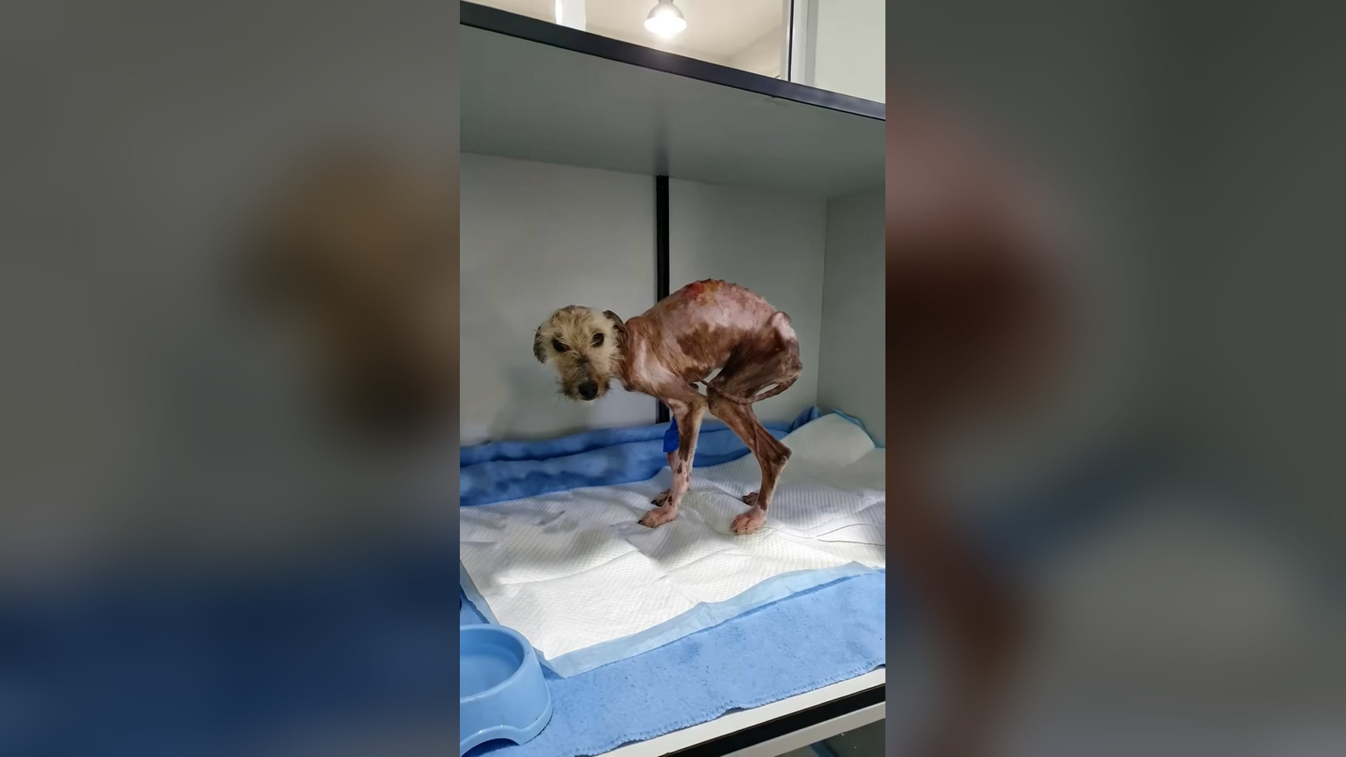 N2005013_She Was Barely Alive Lying Alone in a Silent Yard #SaveAnimals #Viral