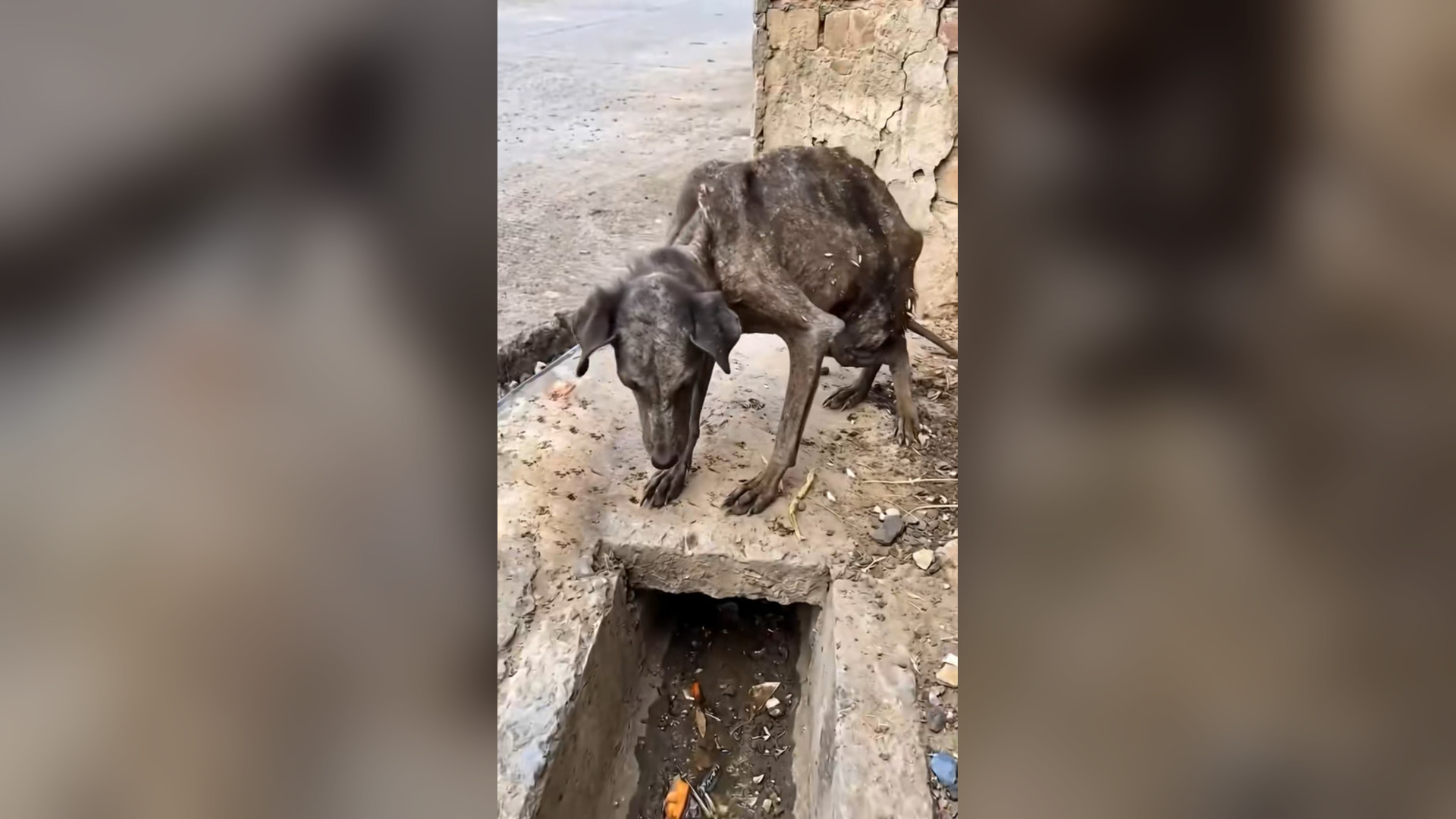 N2005014_All Four Rescue Dogs Had Stories That Broke Everyone’s Heart #RescueDog #Viral