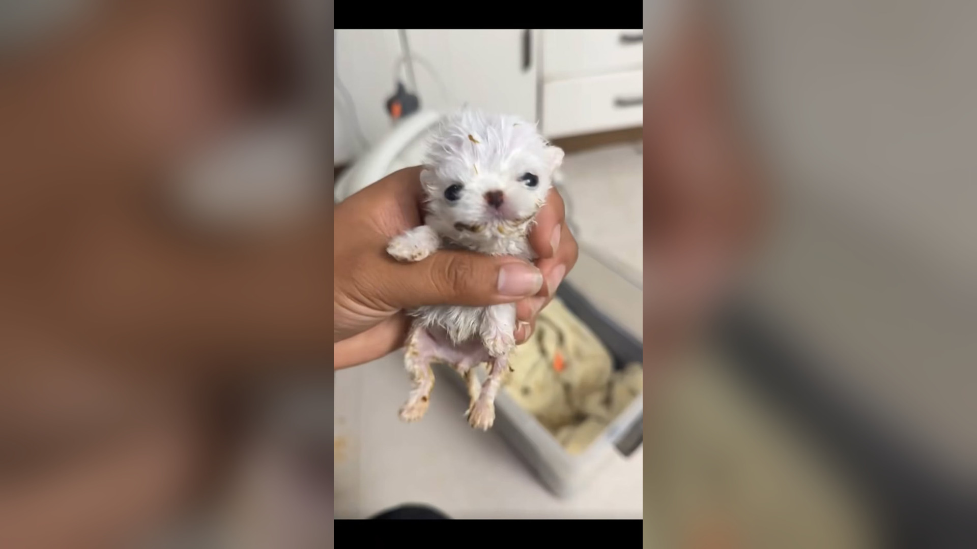 N2005020_A Newborn and Mother Were Both Saved Just in Time #RescueDog #Viral