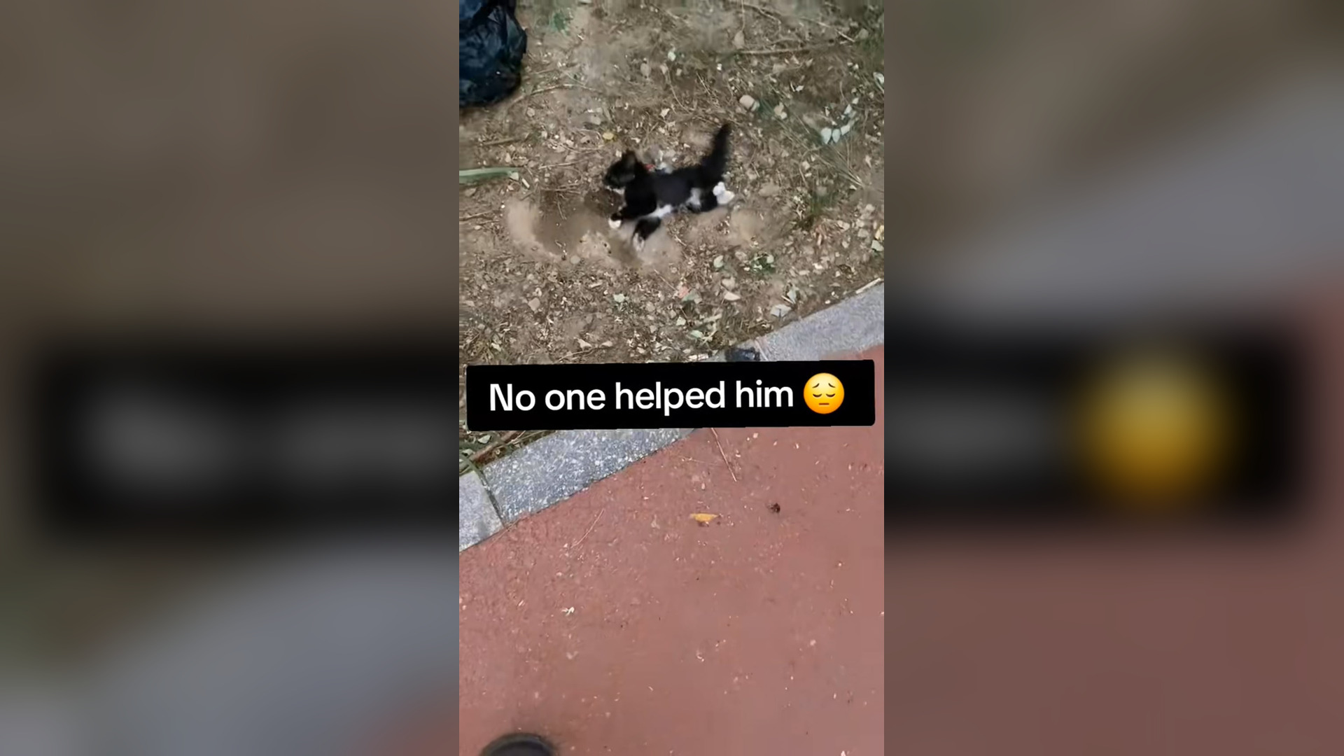 N2005027_No One Helped Him Until a Kind Woman Finally Arrived #RescueDog #Viral