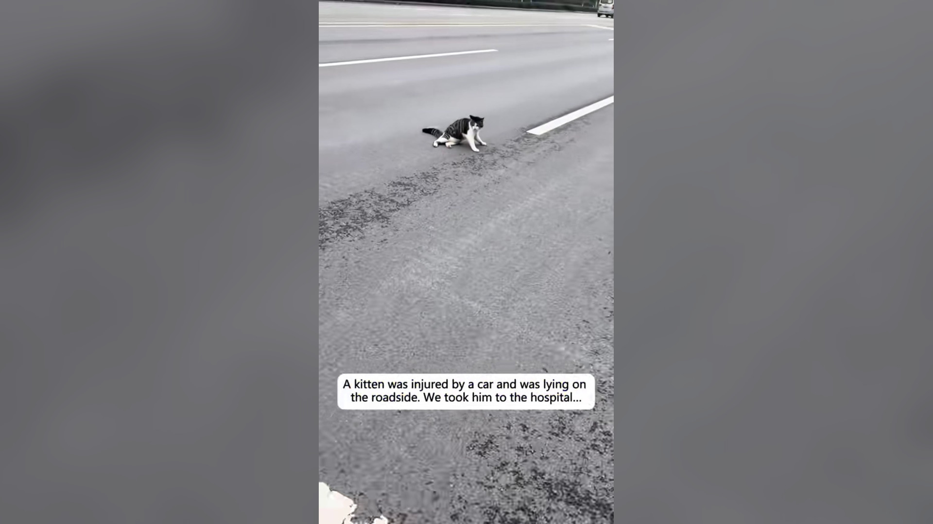 N2005032_A Little Cat Struggled Alone Hoping Someone Would Care #RescueCat #Viral