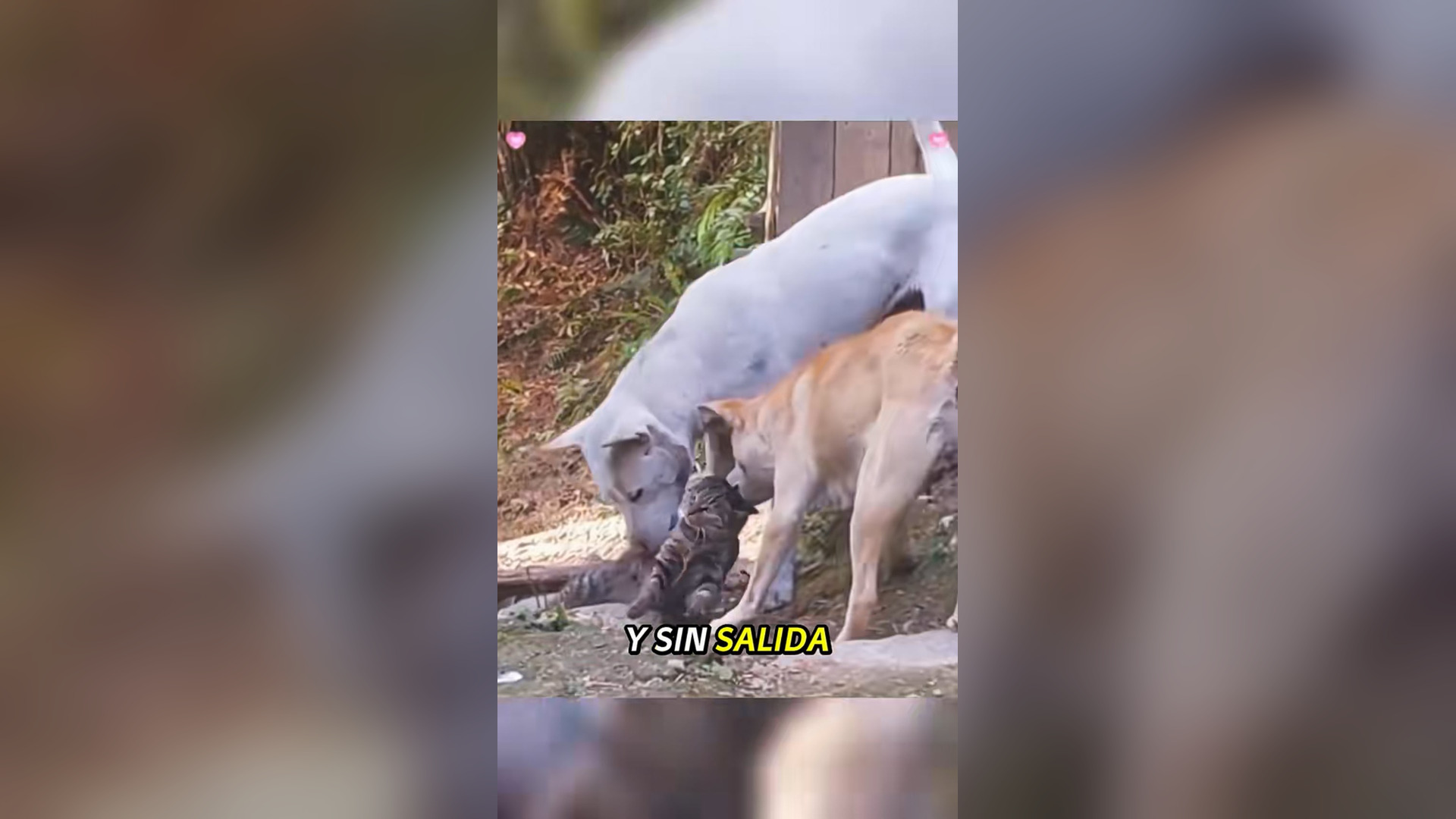N2005036_Trapped in a Corner Until Someone Finally Saved Him #Rescue #Viral