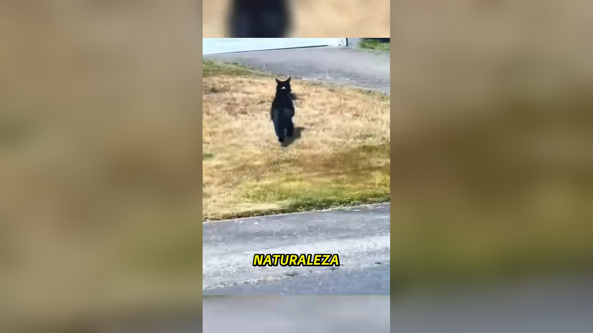 N2005037_What Started as a Hunt Ended With an Emotional Rescue #Wildlife #Viral