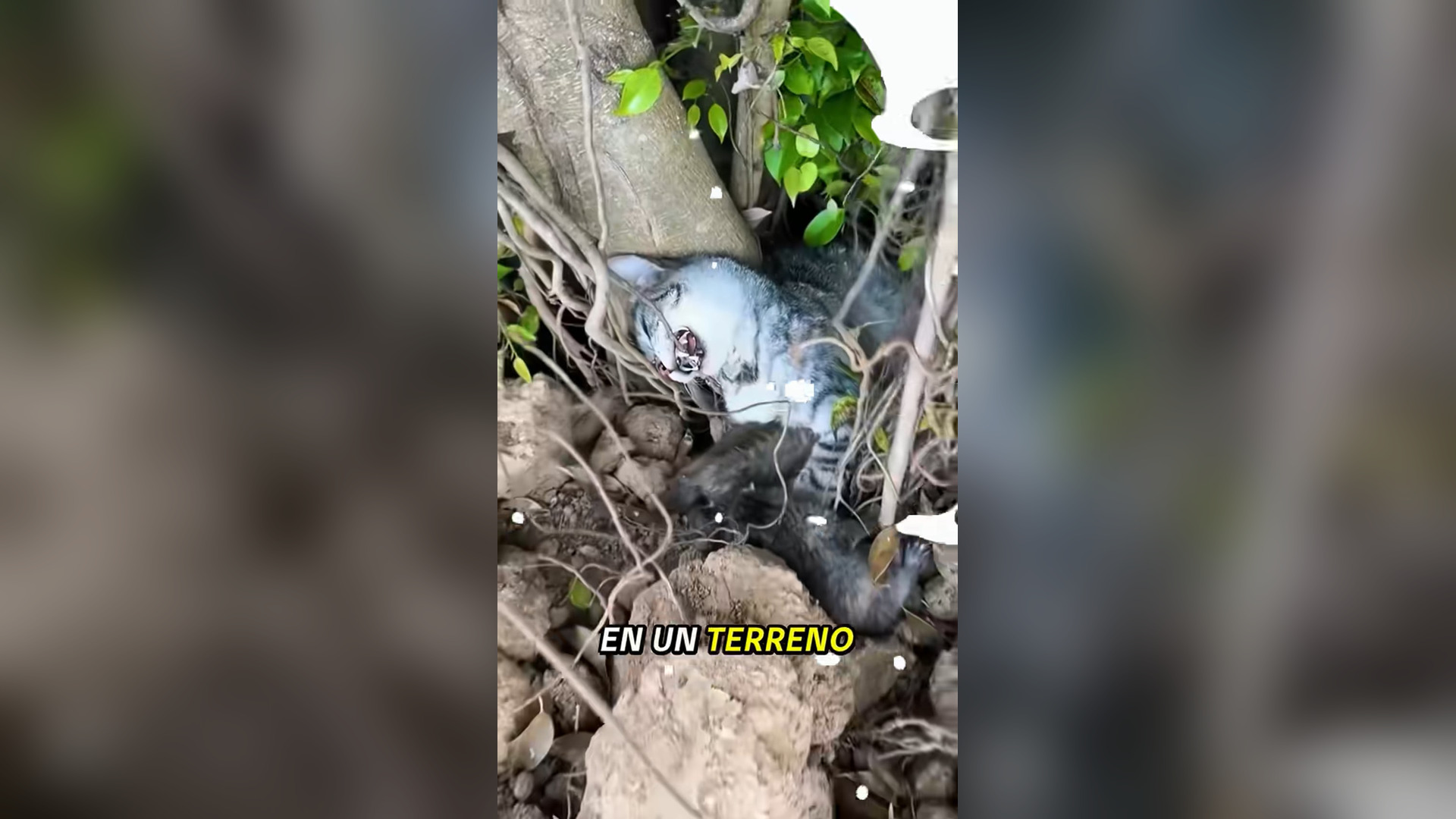 N2005041_A Terrifying Moment Left This Animal Fighting for Life #SaveAnimals #Viral