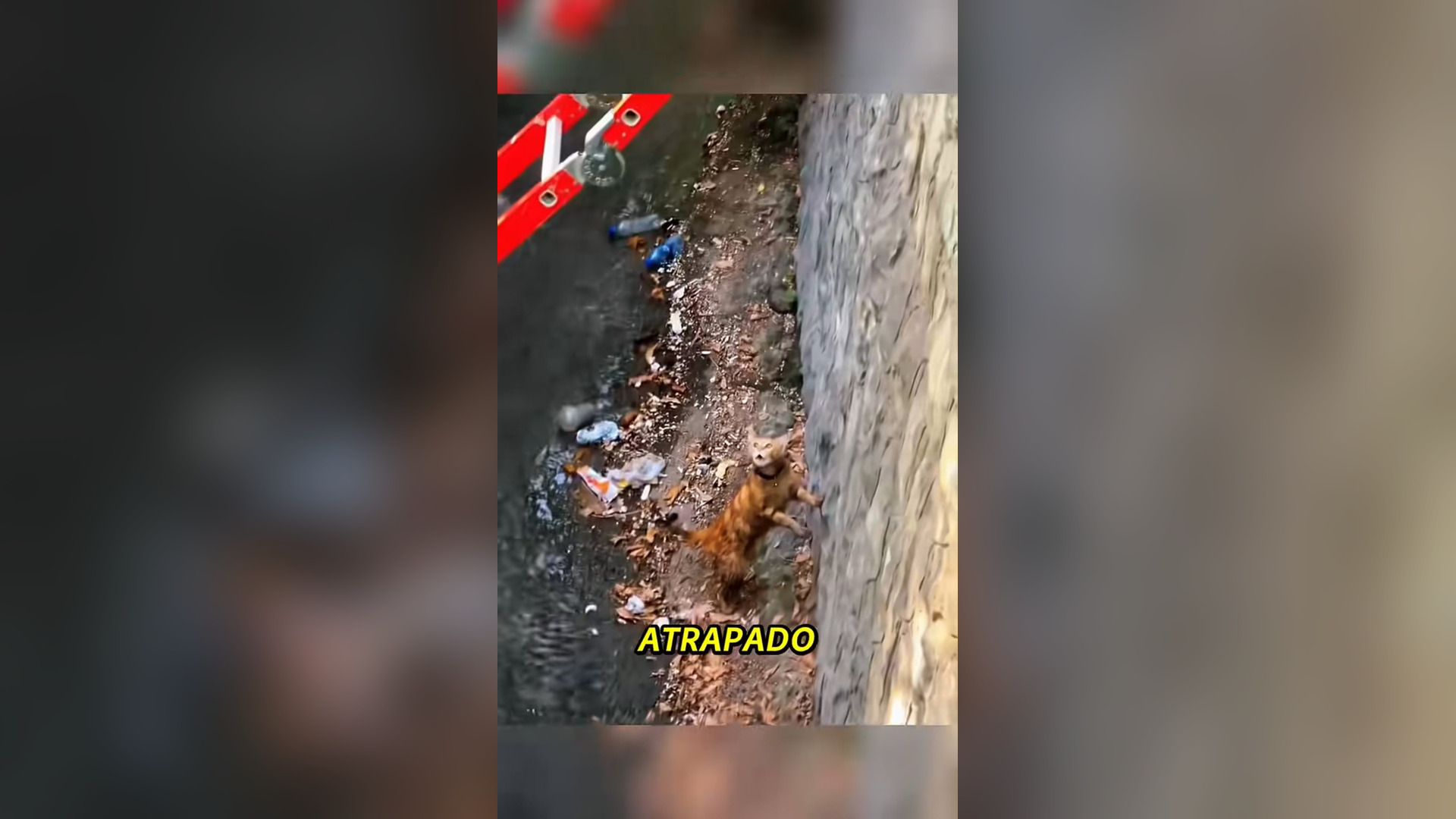 N2005042_Its Life Was Hanging by a Thread Until Rescue Came #RescueCat #Viral