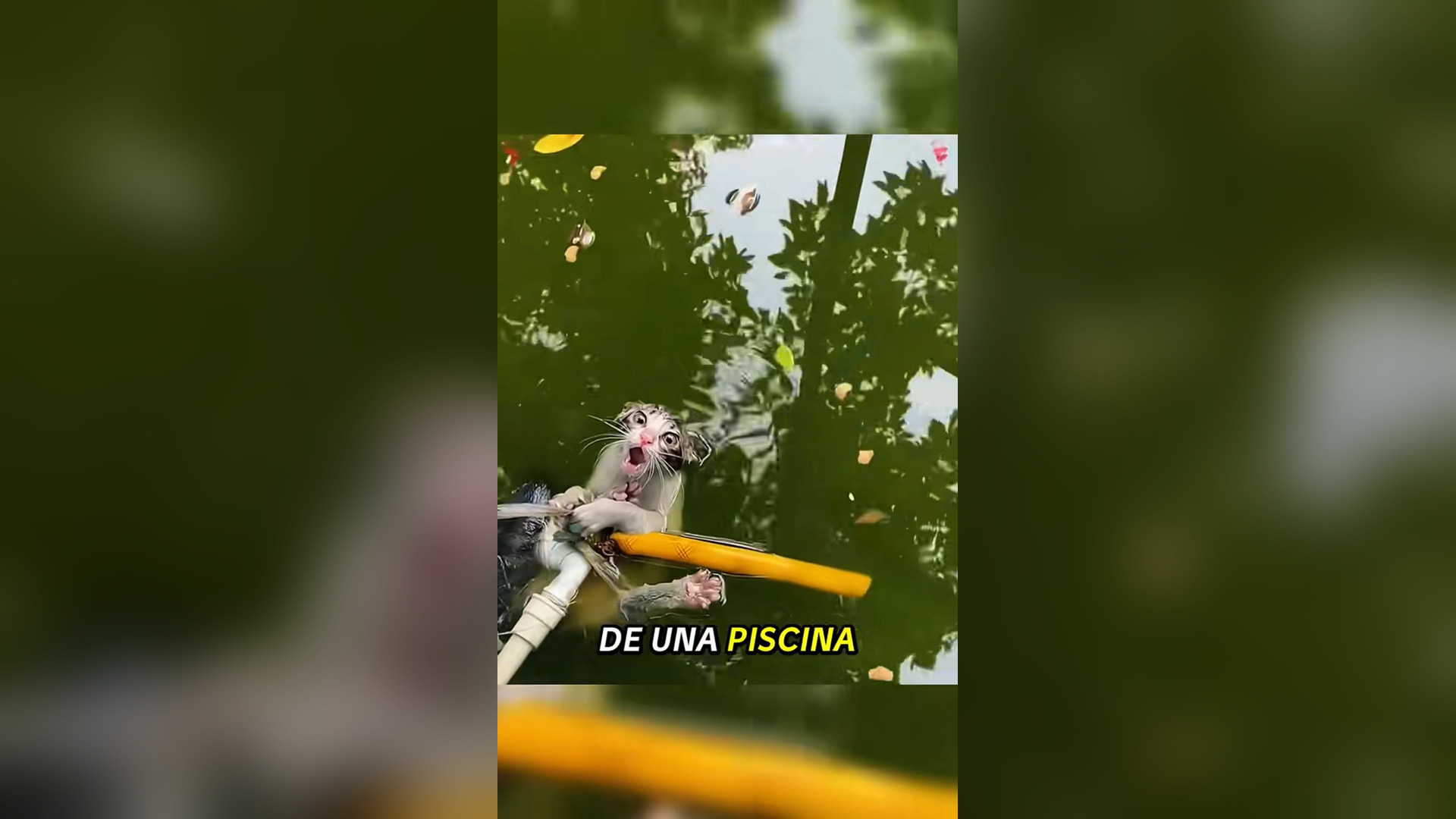 N2005045_A Girl Rescued a Cat Moments Before It Was Drowned #RescueCat #Viral