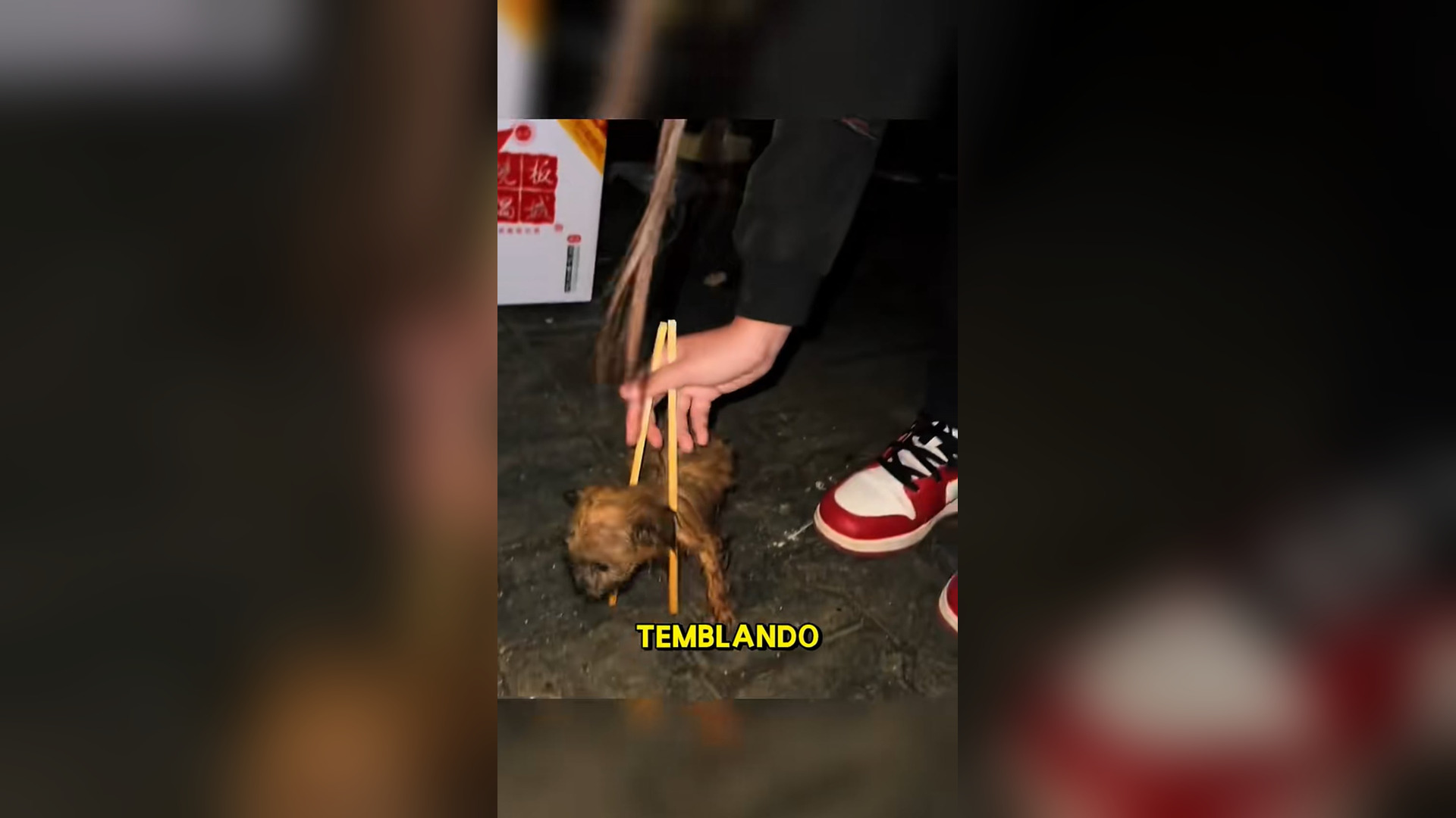 N2005054_A Young Woman Rescued a Beautiful Stray Puppy #RescueDog #Viral
