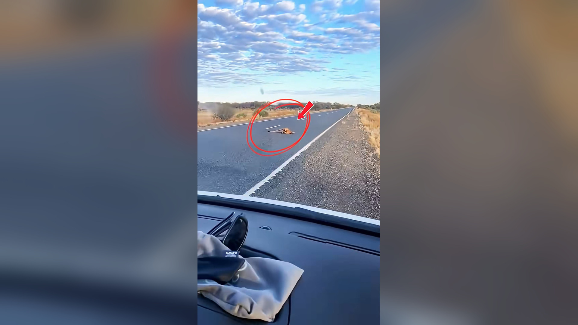N2105020_A Baby Kangaroo Was Saved After Being Left Helpless #Wildlife #Viral