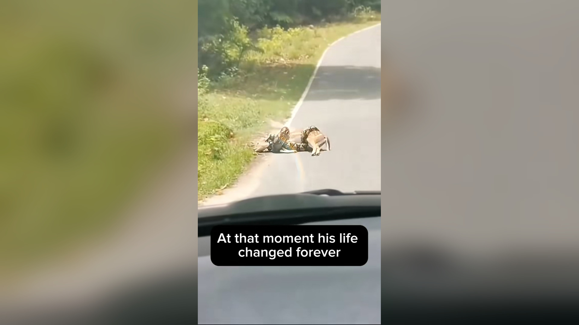 N2105024_A Family Rescued a Deer From a Giant Snake Attack #Wildlife #Viral