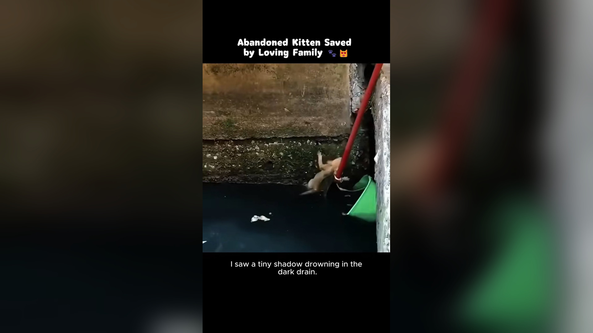 N2105027_This Heartwarming Kitten Rescue Melted Everyone’s Heart #RescueCat #Viral